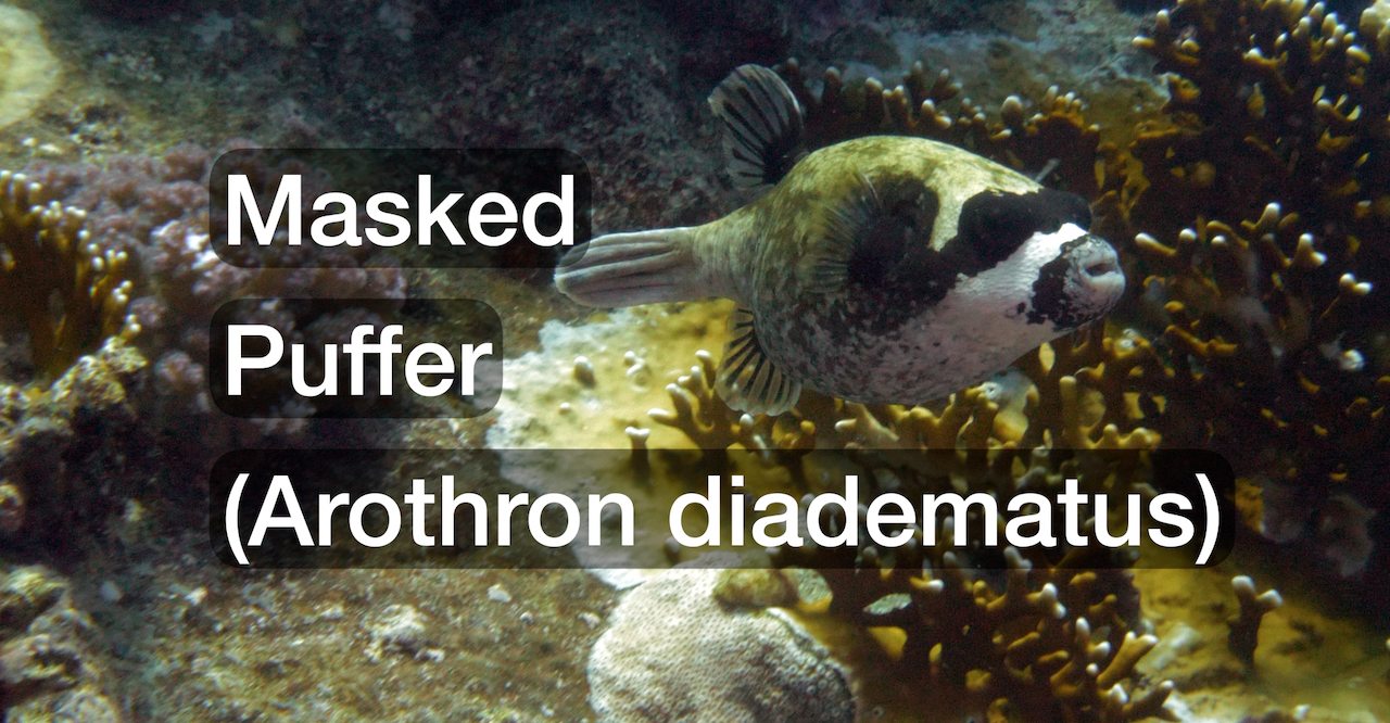 Fish of the Week: Masked Puffer