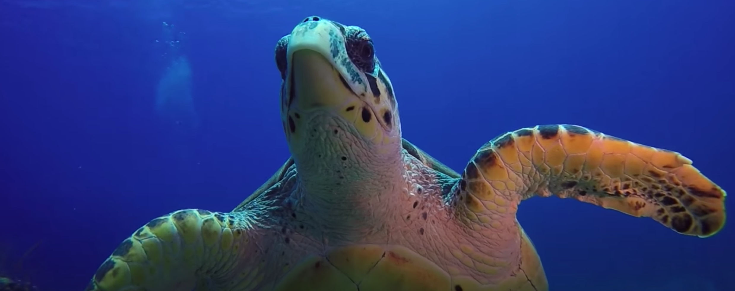 Four Unforgettable Warm Water Diving Destinations