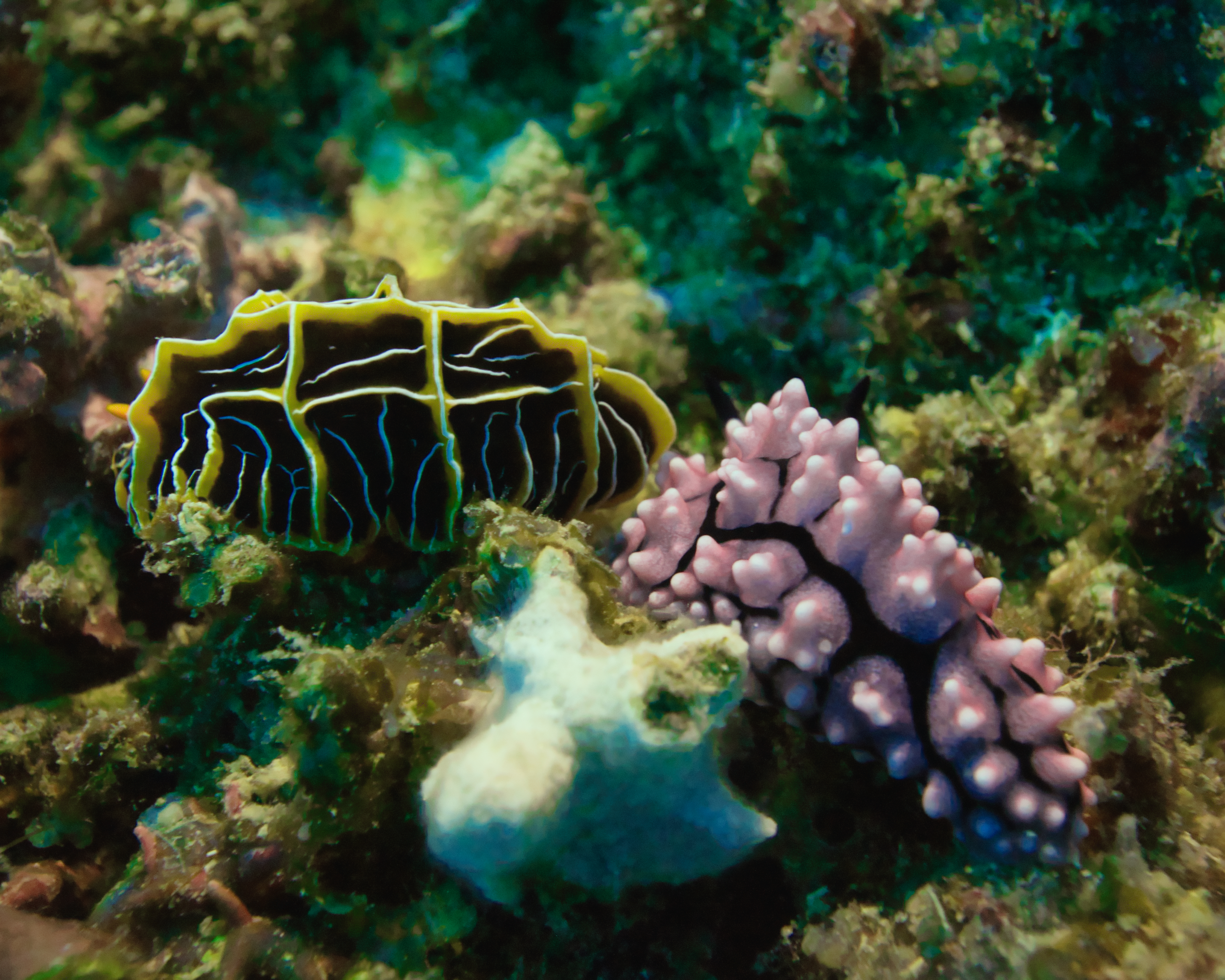 Dive Into the Fascinating World of Nudibranchs