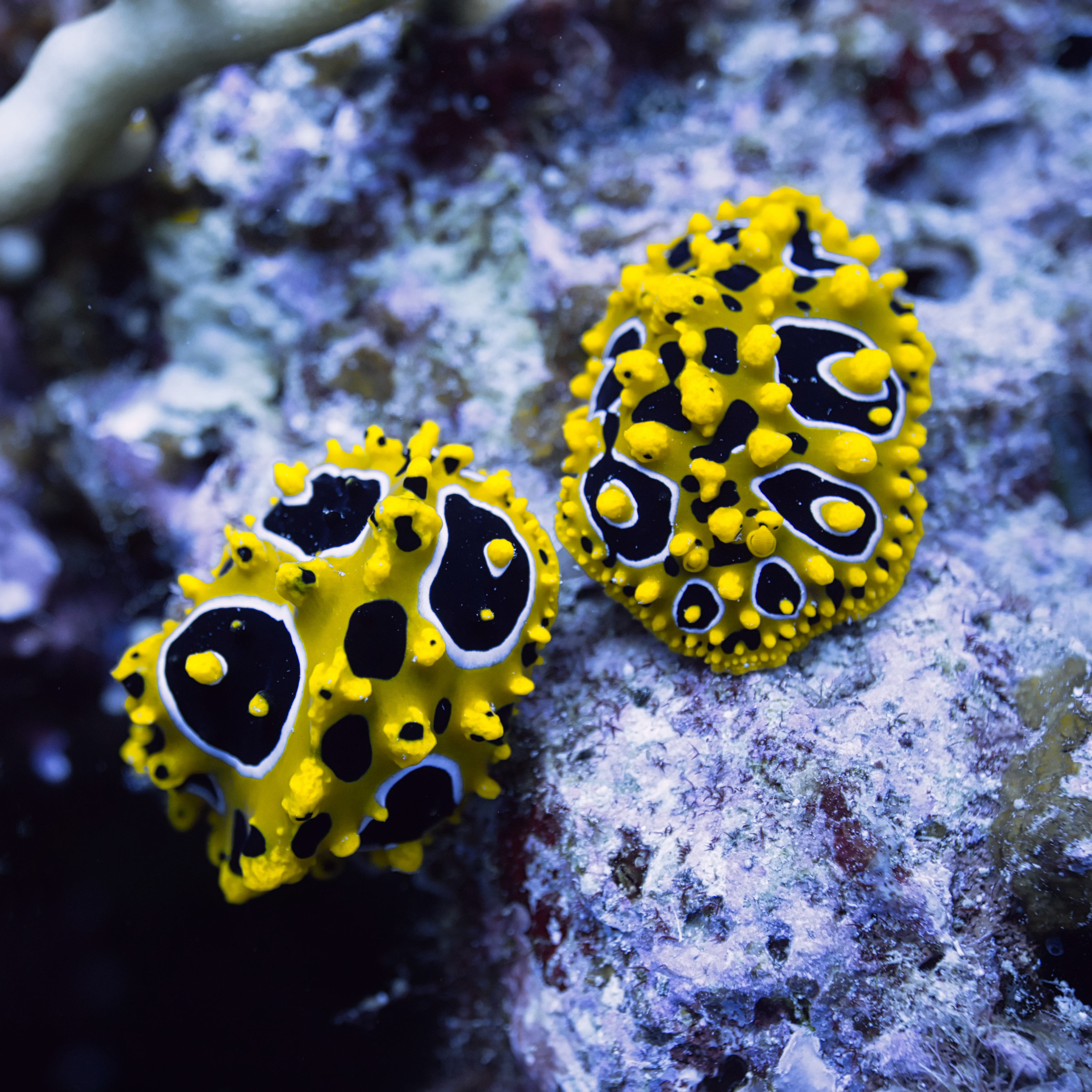 5 Fascinating Facts about Nudibranchs