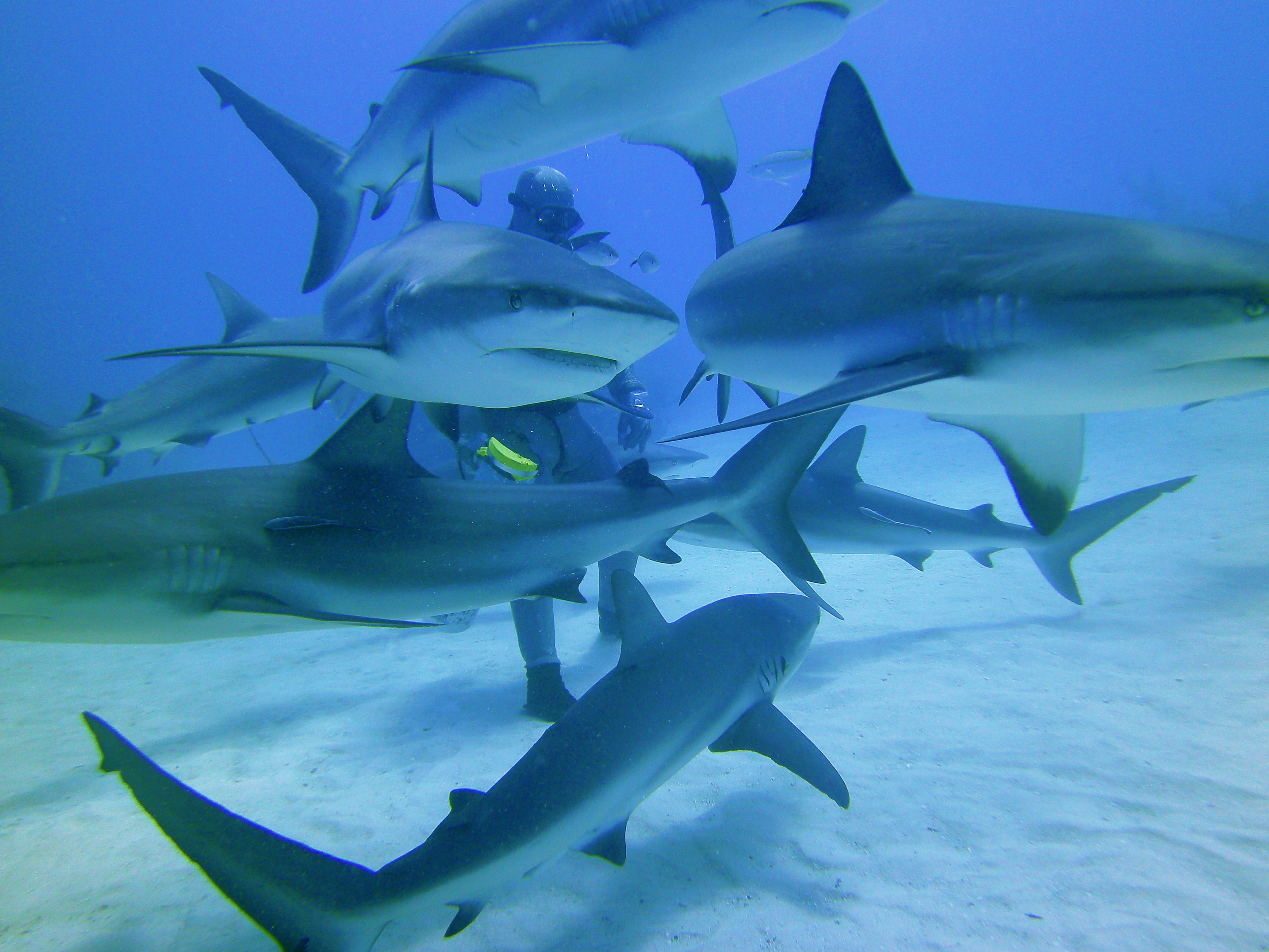 8 Facts about Sharks That Might Blow Your Mind - Scuba Hank NYC