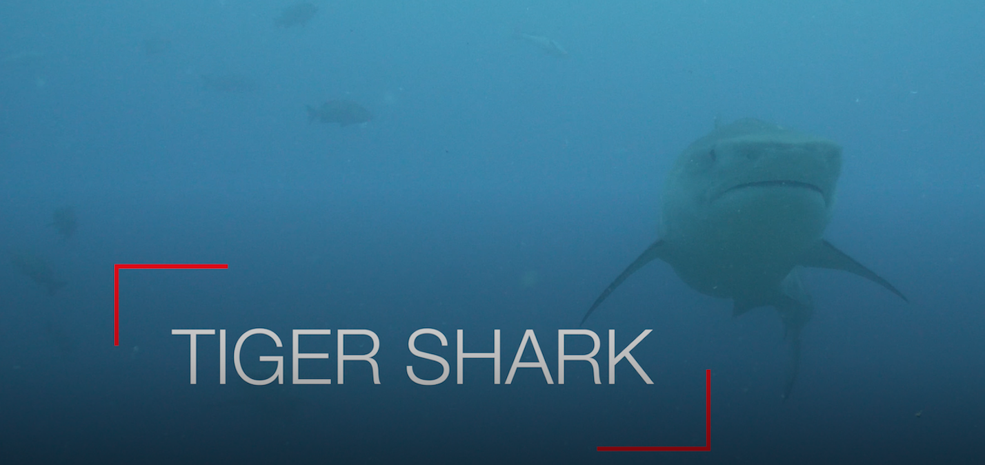 This Time Last Year – Tiger Shark
