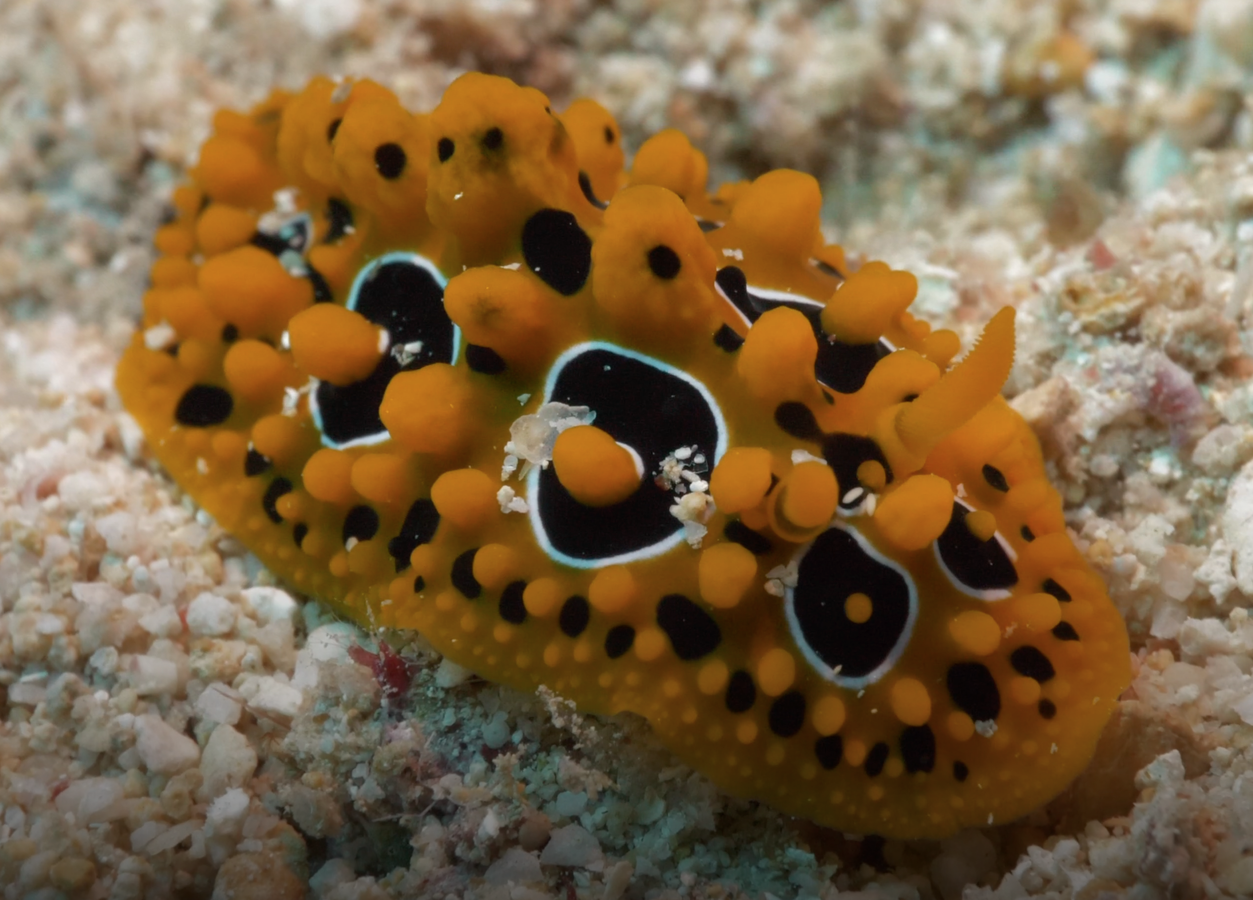 A Nudibranch Called Phyllidia Ocellata Cuvier