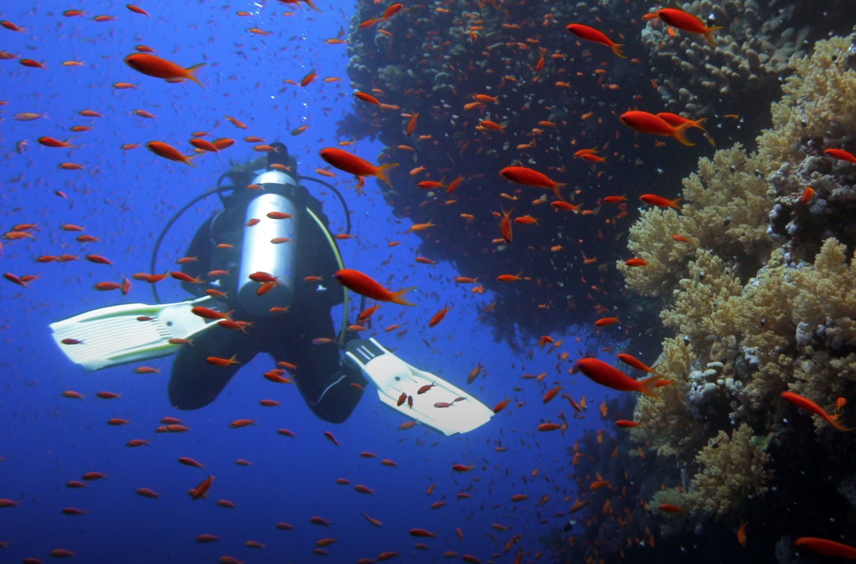 Beautiful Coral Reefs And A Scuba Diver