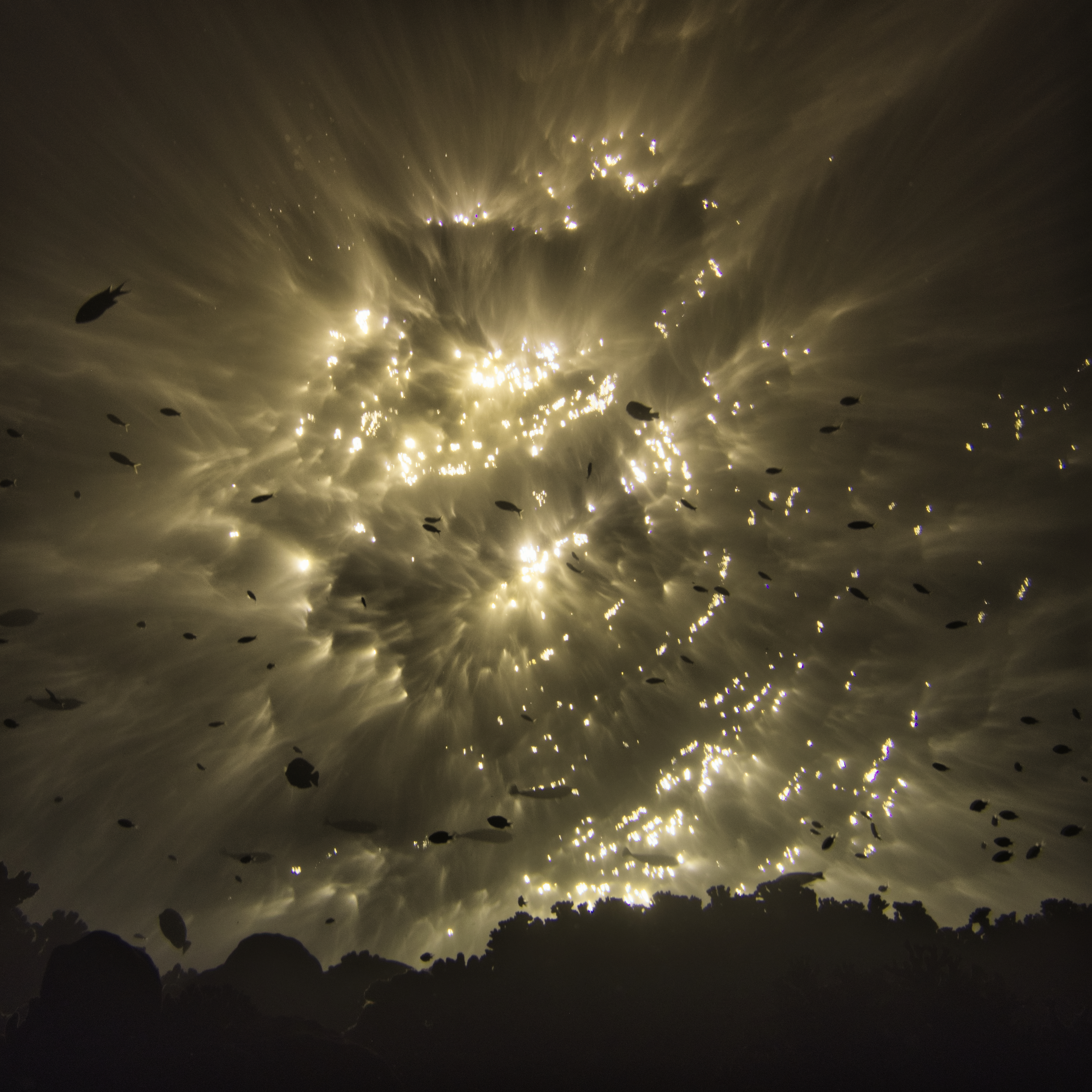 Wordless Wednesday : Sunburst