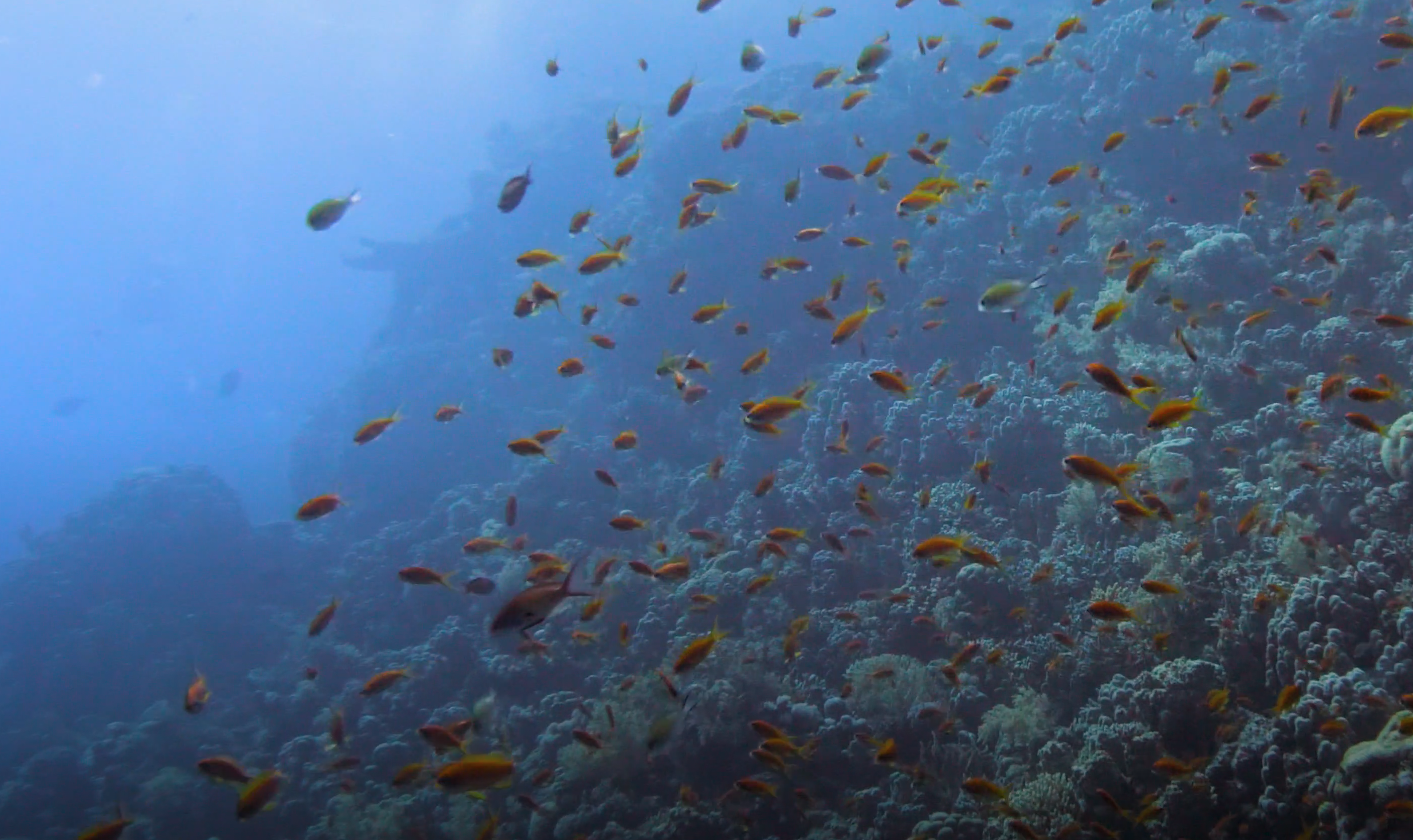Small Fish Alert: Sea Goldie