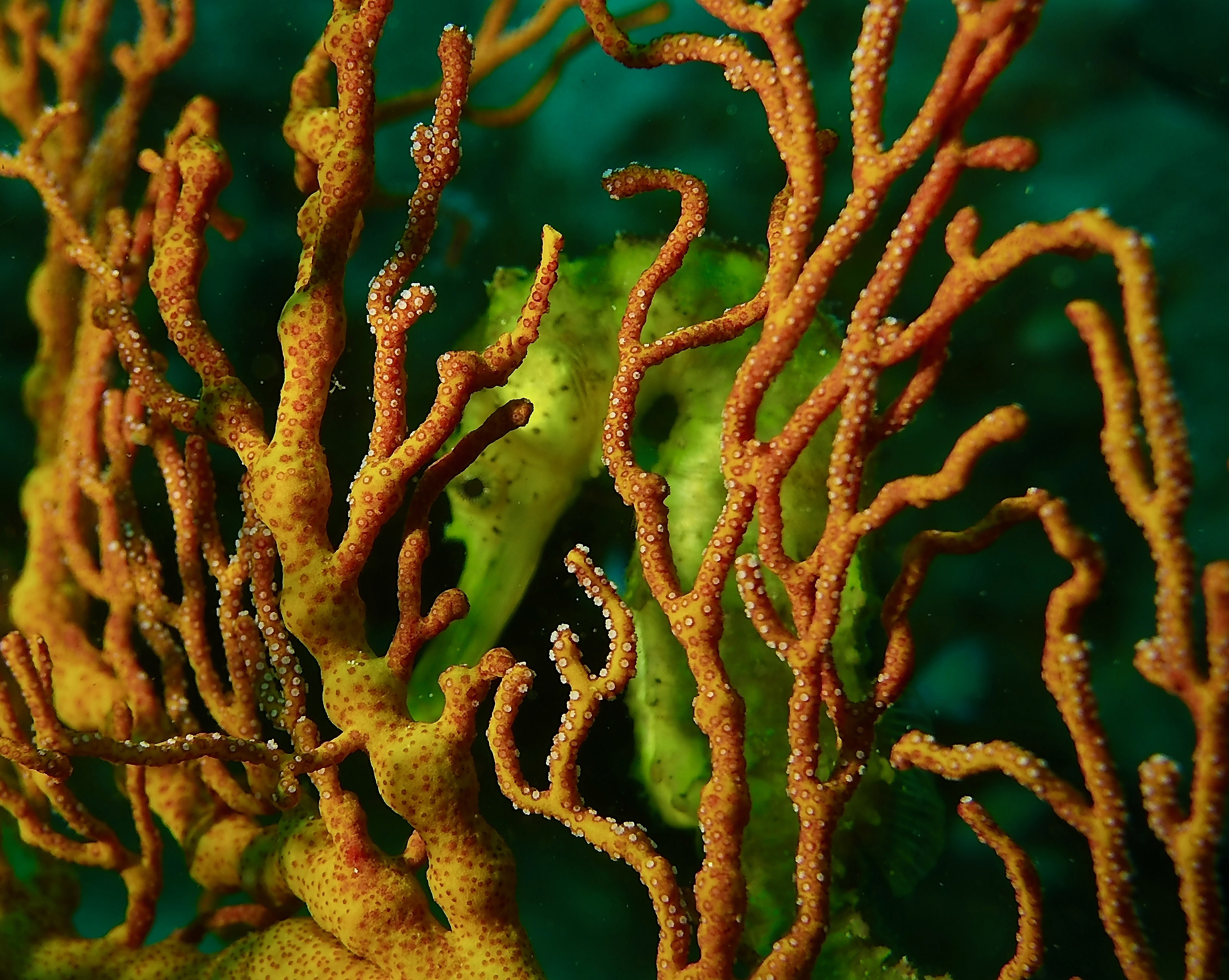Seahorse Saturday: Caribbean to the Coral Triangle