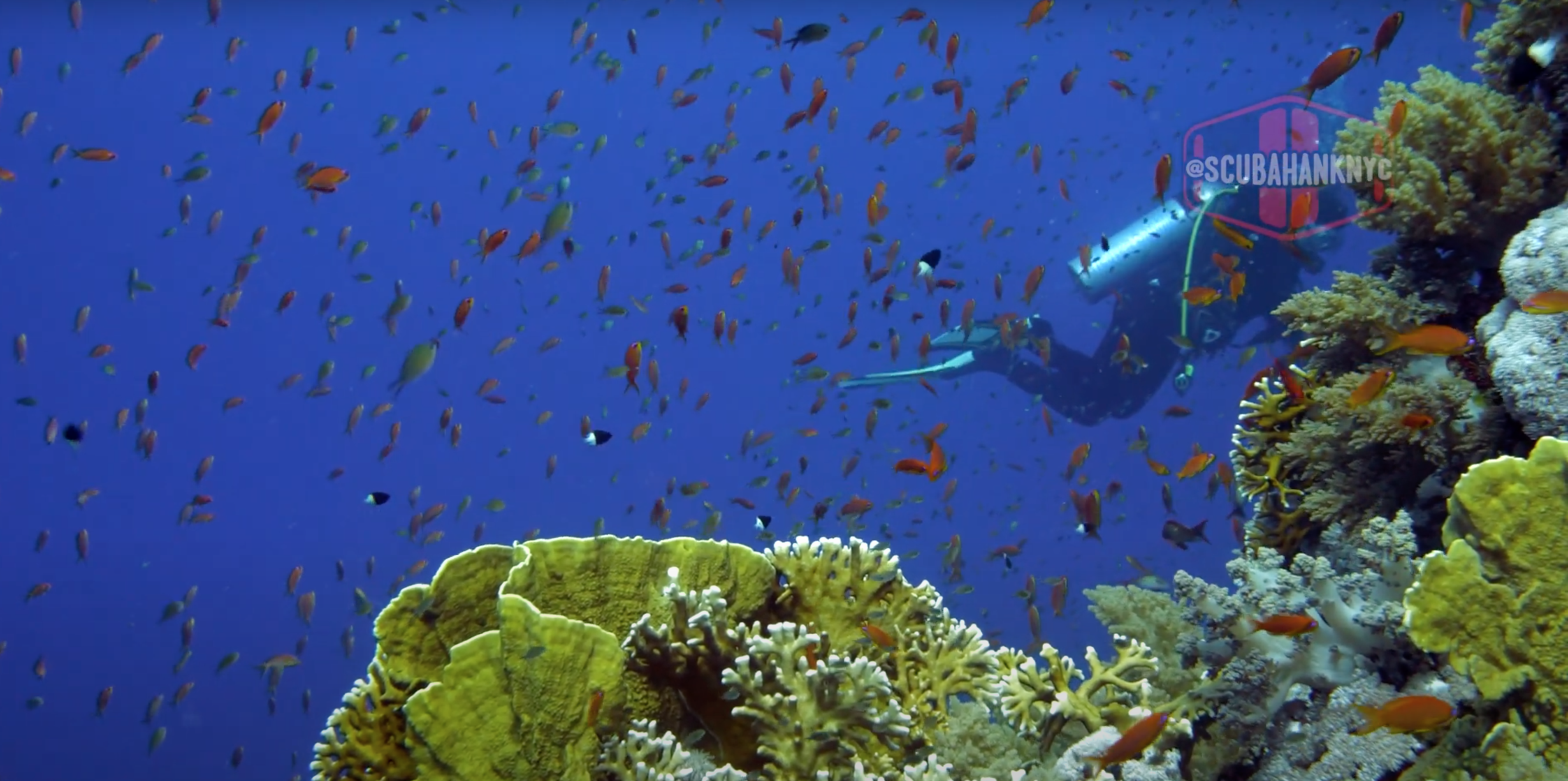 6 Minute Break : Coral Reefs