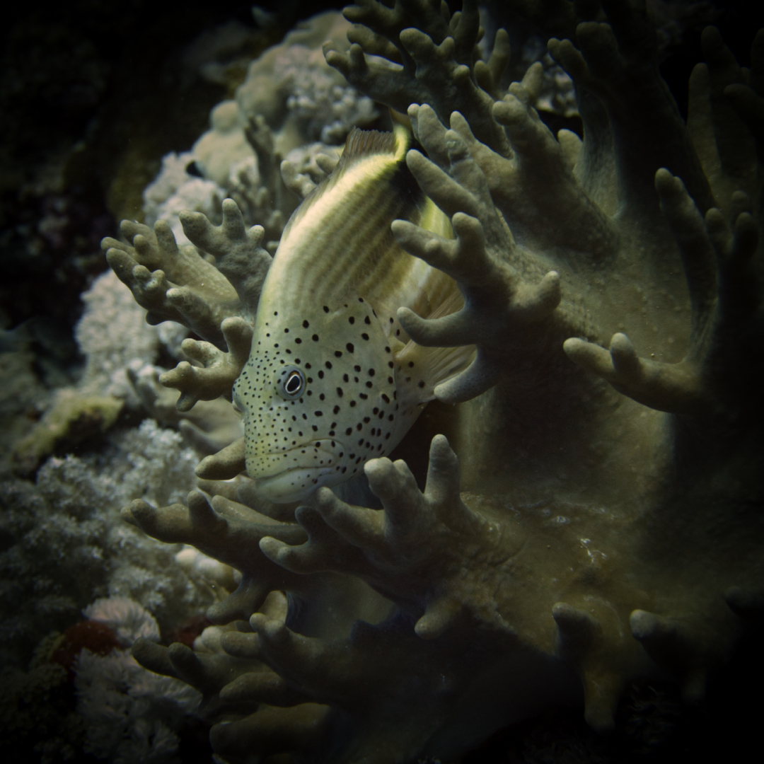 Underwater Images From The Red Sea