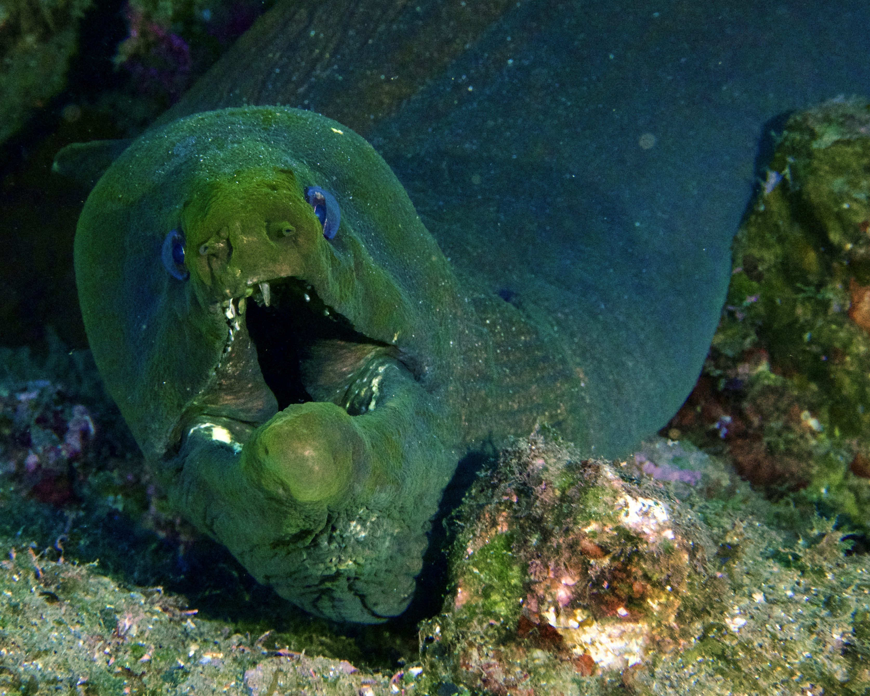 GREEN WordPrompt Challenge