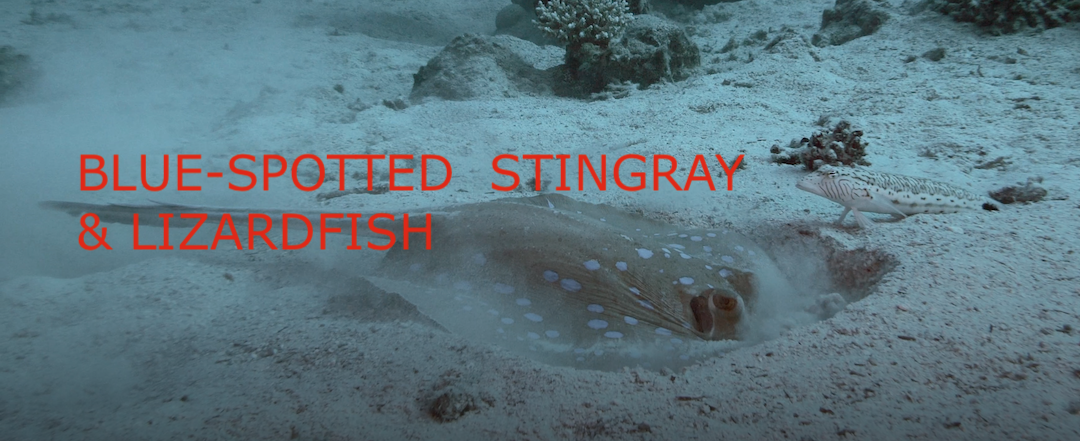 BLUE-SPOTTED STINGRAY AND CURIOUS LIZARD FISH