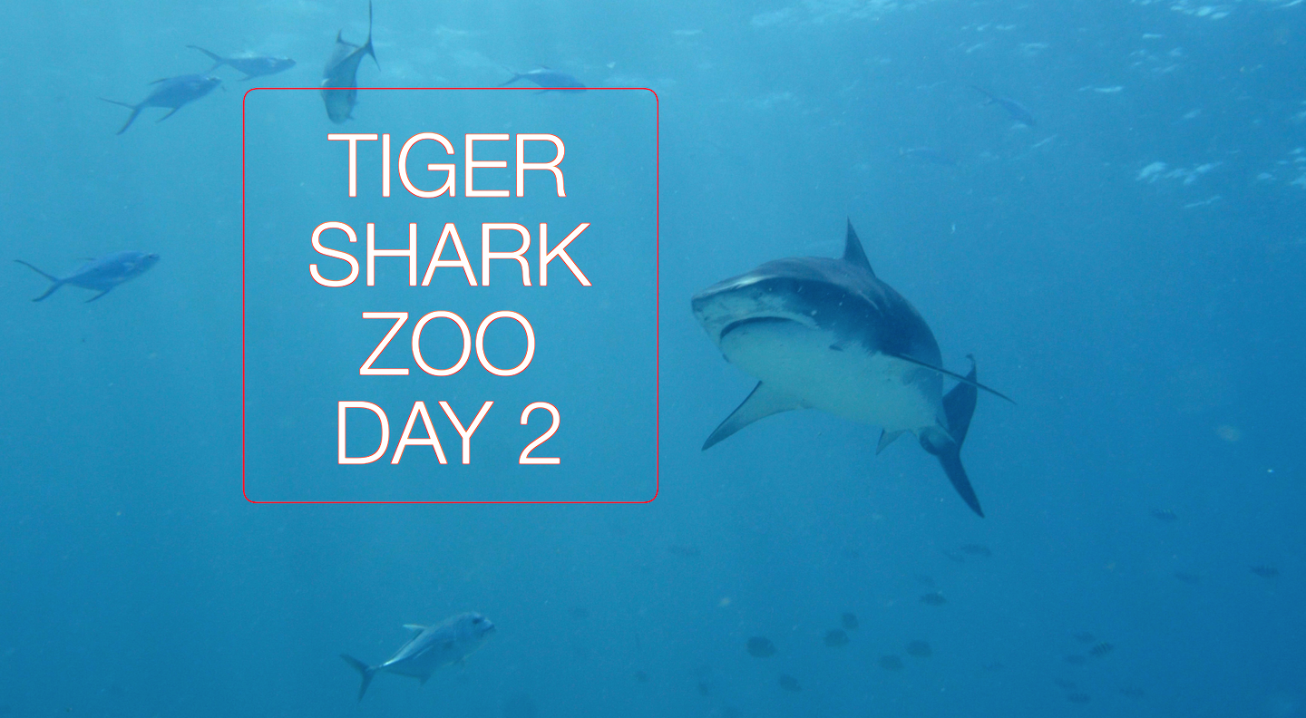 Diving Tiger Shark Zoo – Day 2