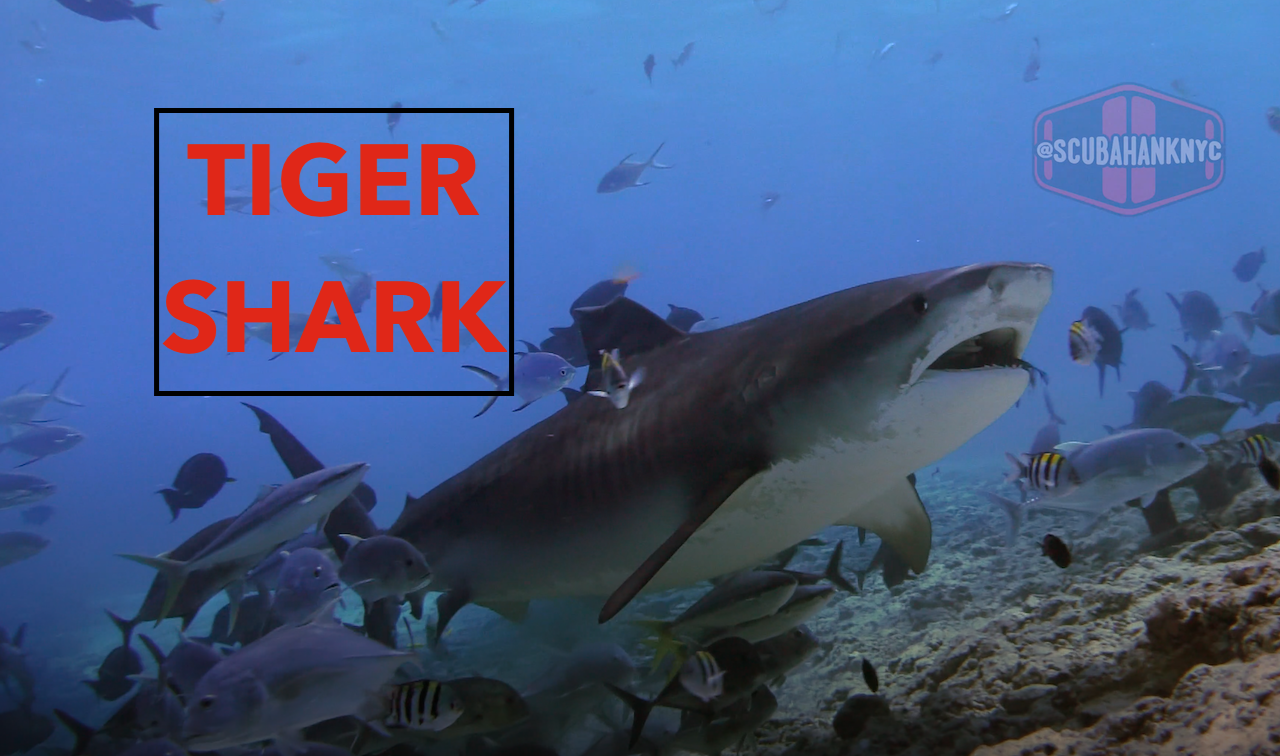 First Day of Diving Tiger Shark Zoo