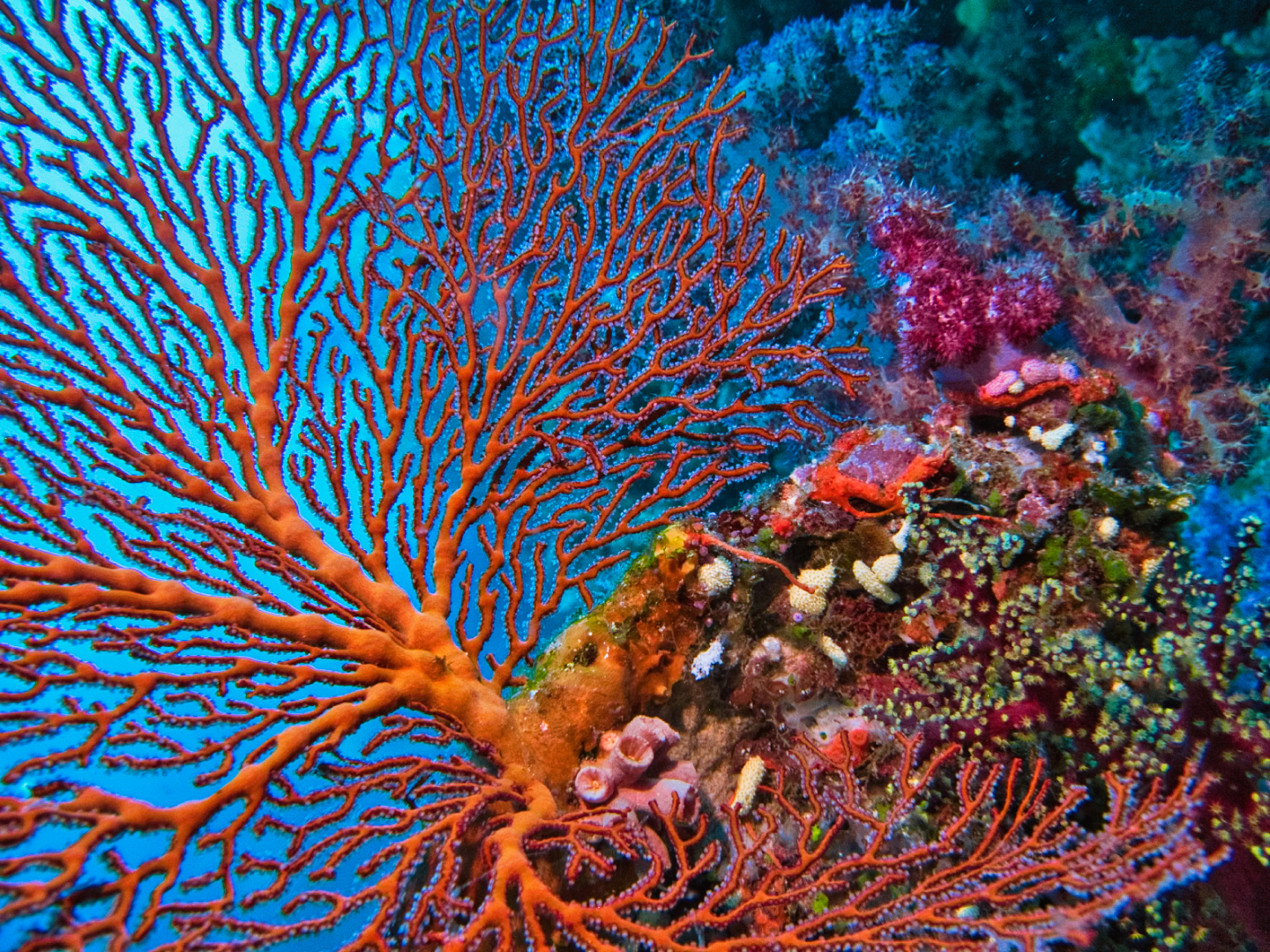 Silent Saturday: Deep Water Sea Fan