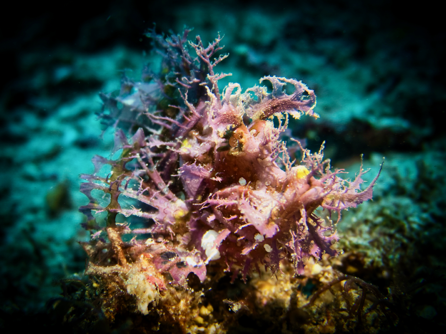 Wildlife Wednesday: Purple Rhinopias