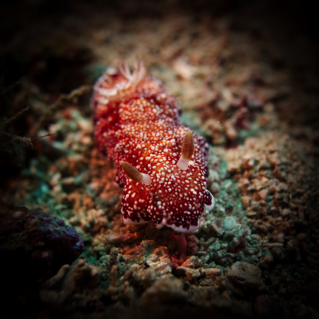 Critter Alert: Reticulated Chromodoris￼