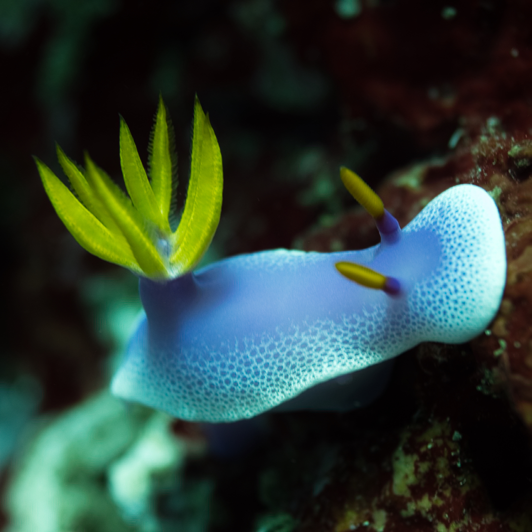 Purple Nudibranch