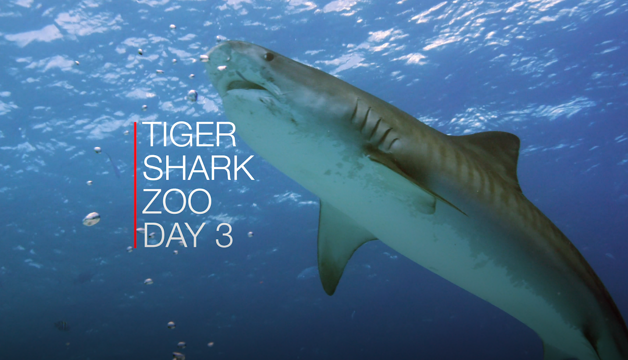 Shark Above Us – Day 3