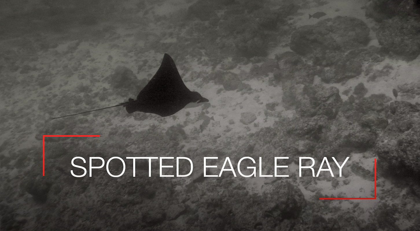 So Close But So Far Away – Spotted Eagle Ray