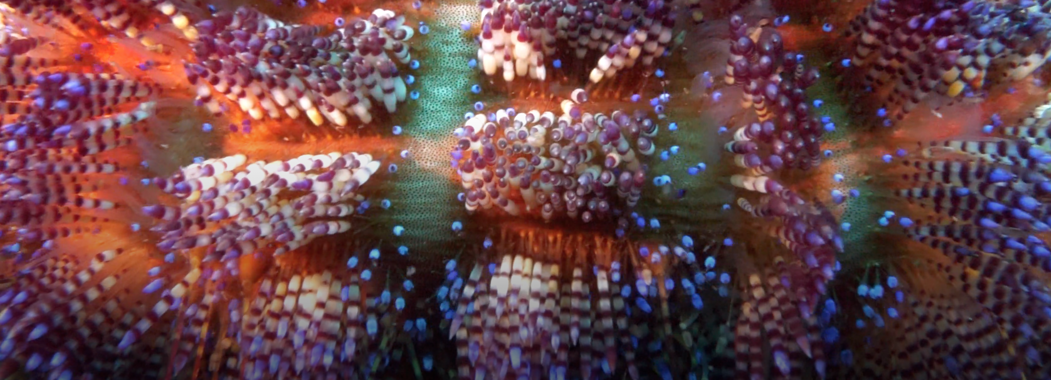 Wildlife Wednesday: Fire Urchins - Scuba Hank NYC