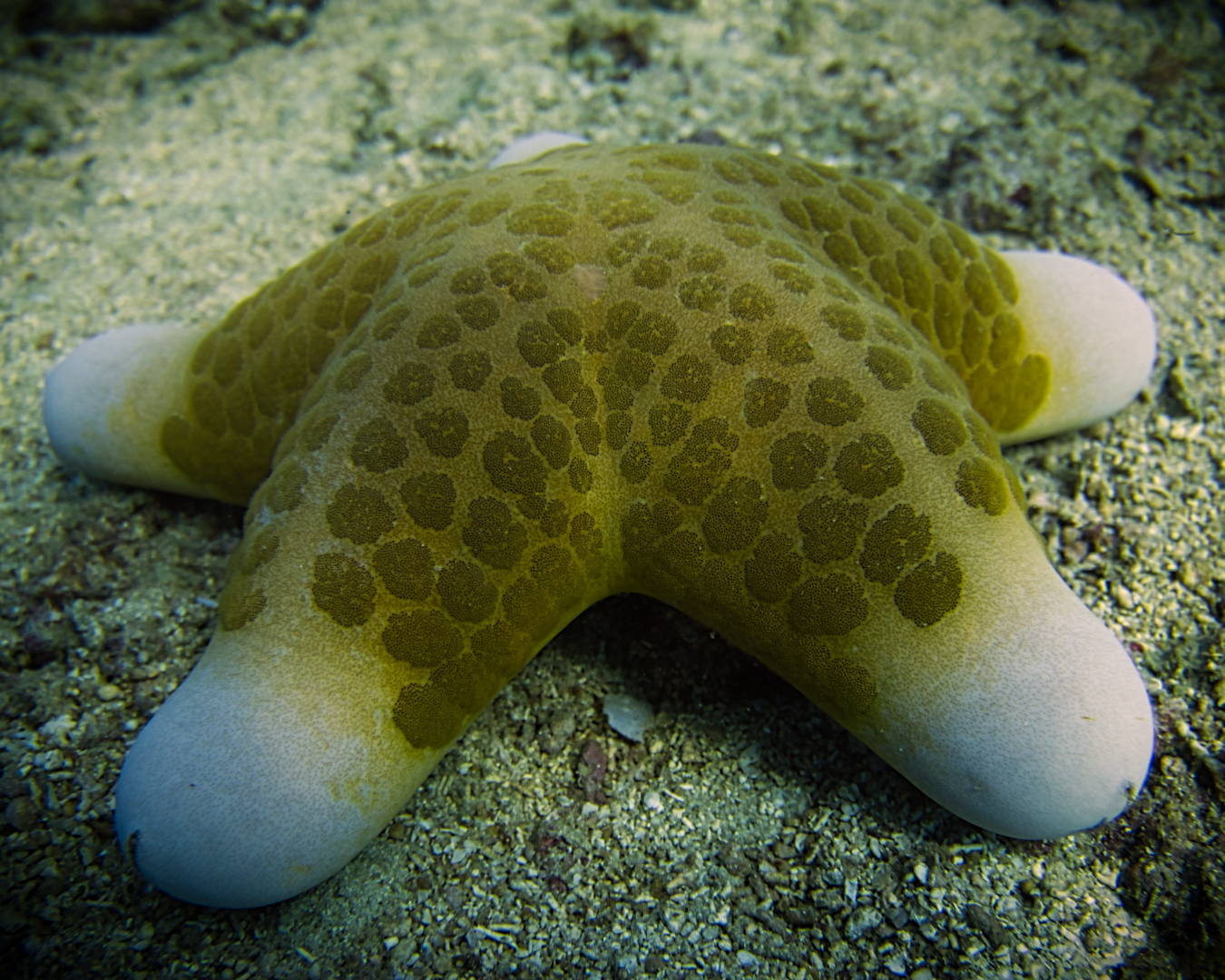 Granulated Sea Star (Choriaster granulatus) – Indo‑Pacific