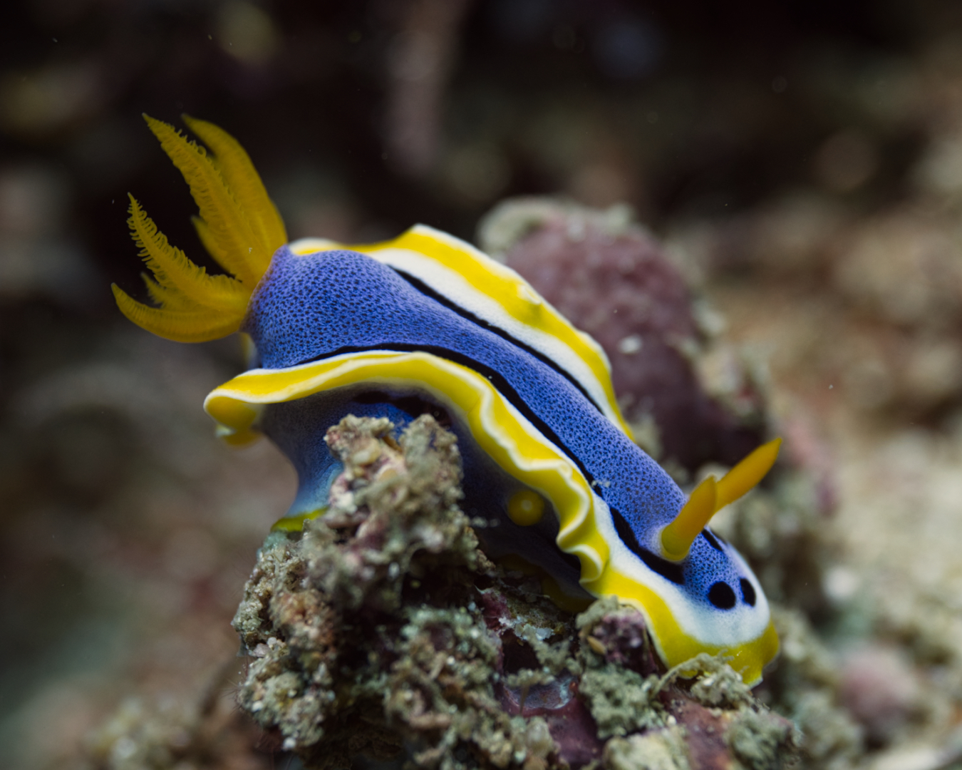 Macro Monday : Chromodoris