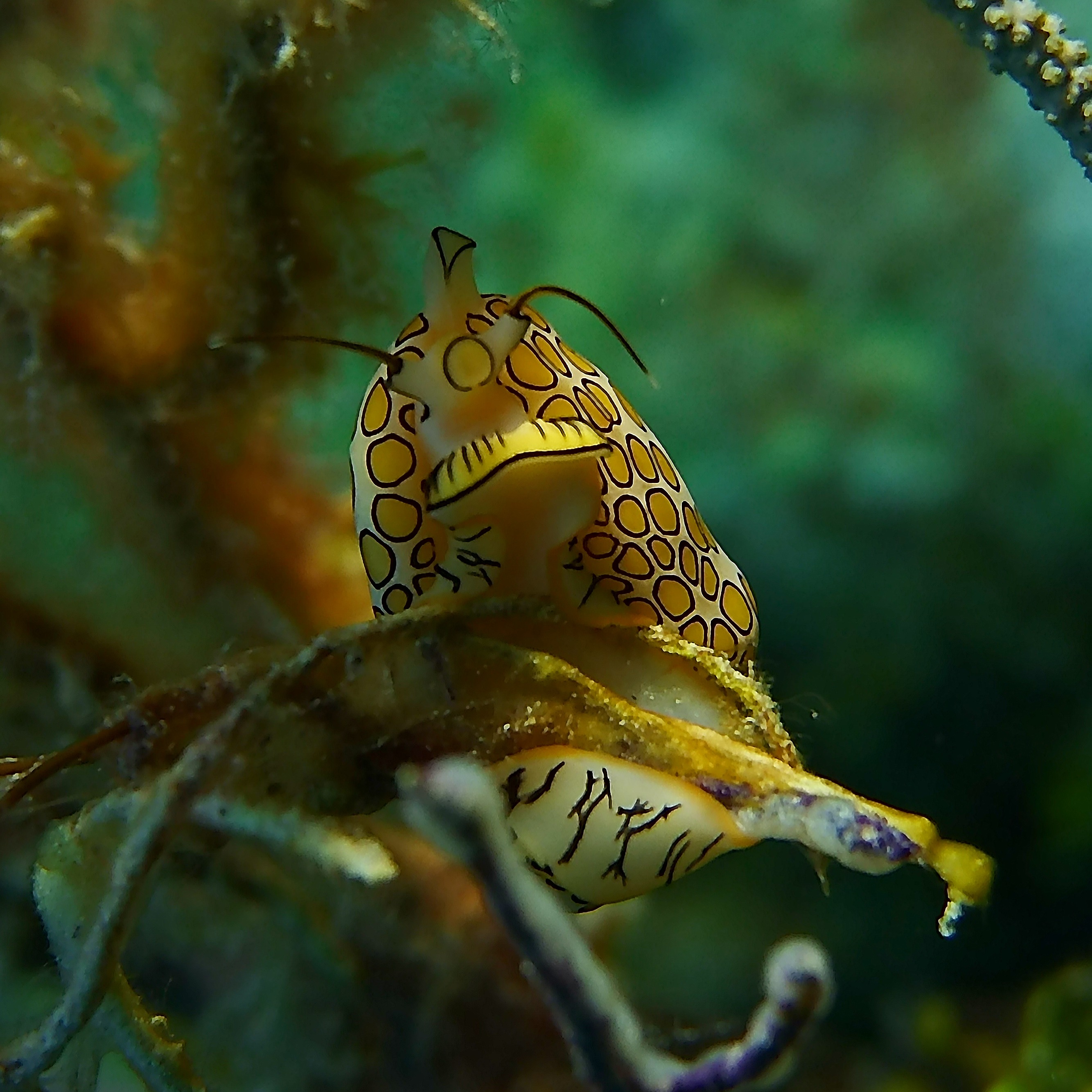 Flamingo Tongue Snail (Cyphoma gibbosum)