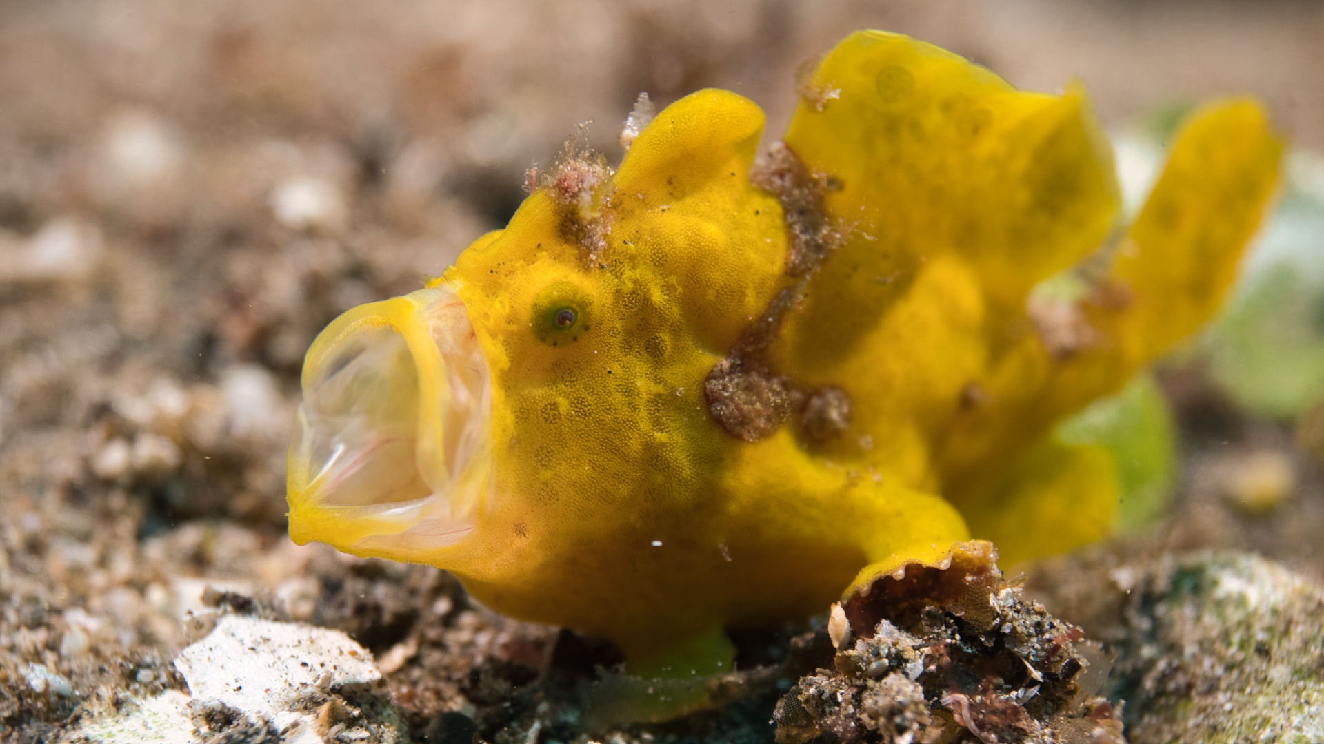 Juvenile Yellow Painted Frogfish