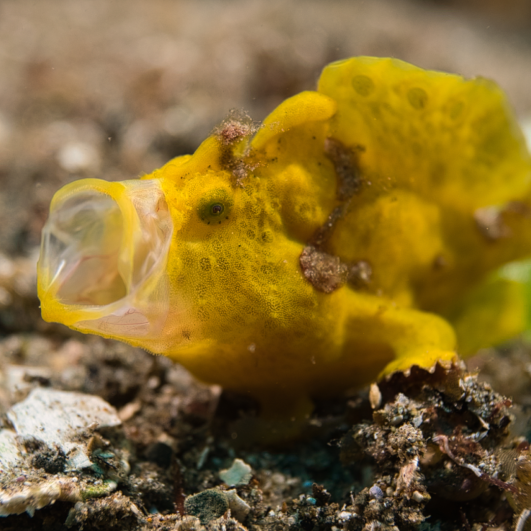 Yellow painted frogfish with mouth open