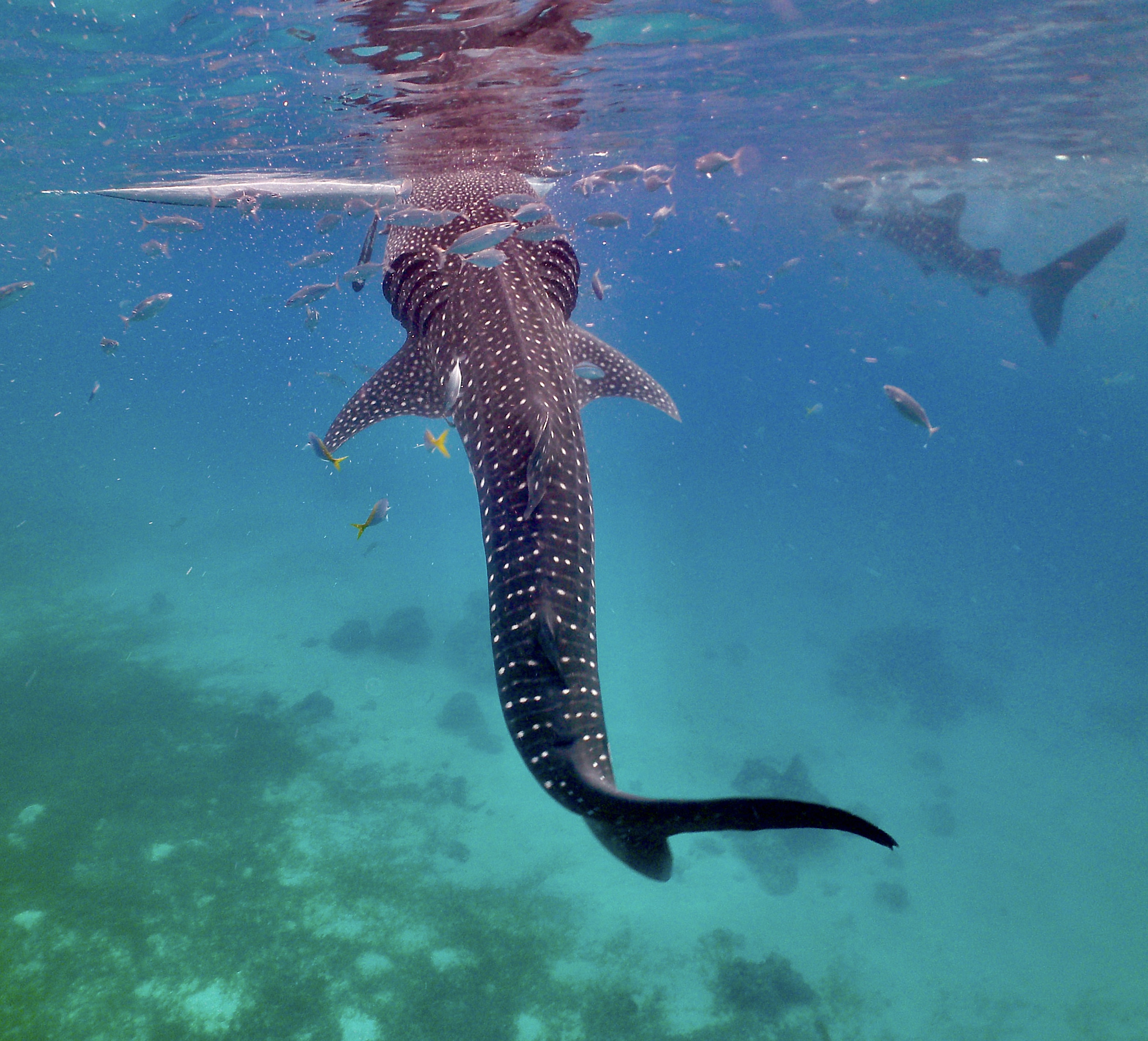 Diving into the World of Whale Sharks off the Cebu Coast
