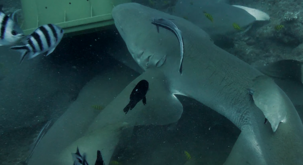 Fiji Shark Feeding