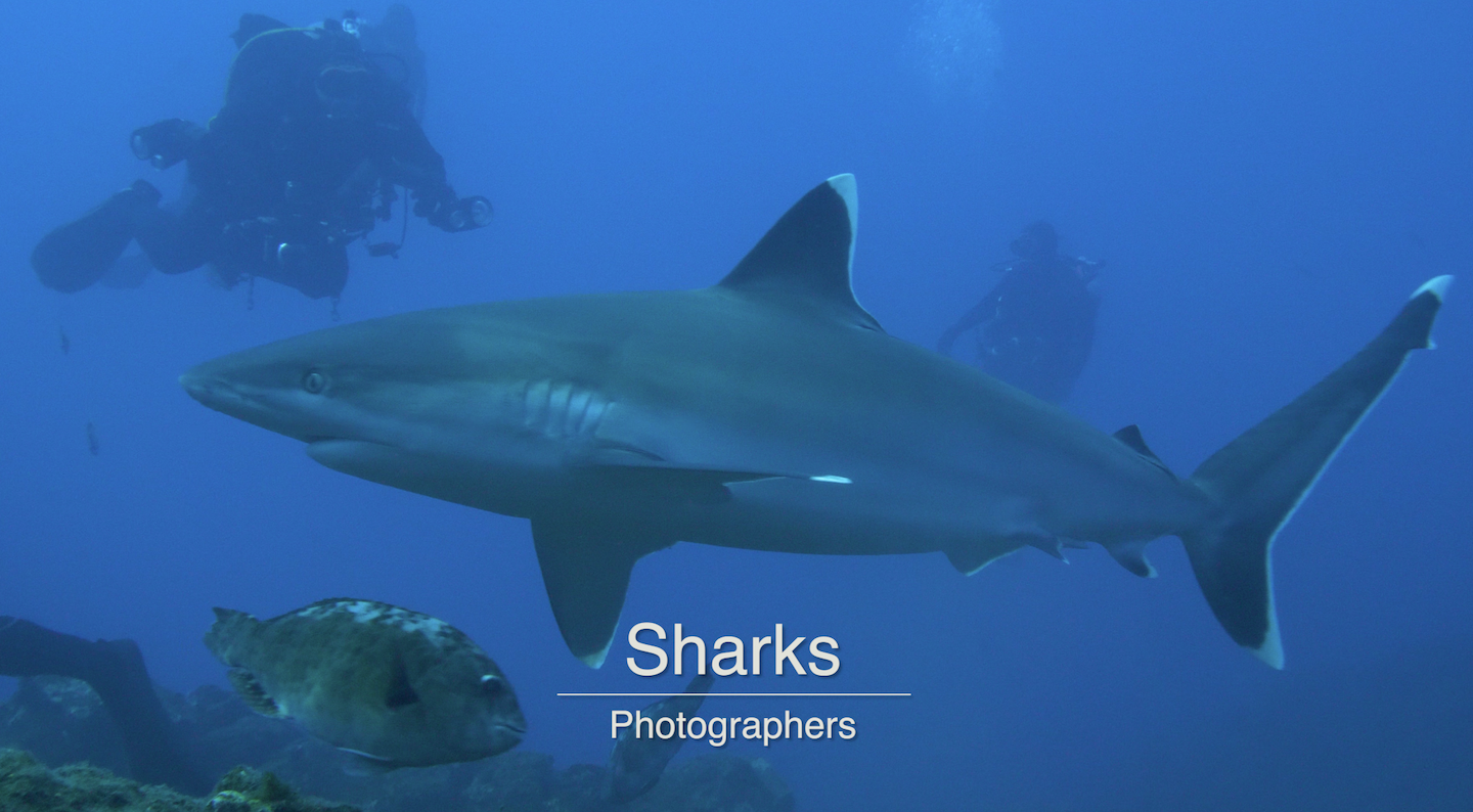 Sharks and Photographers