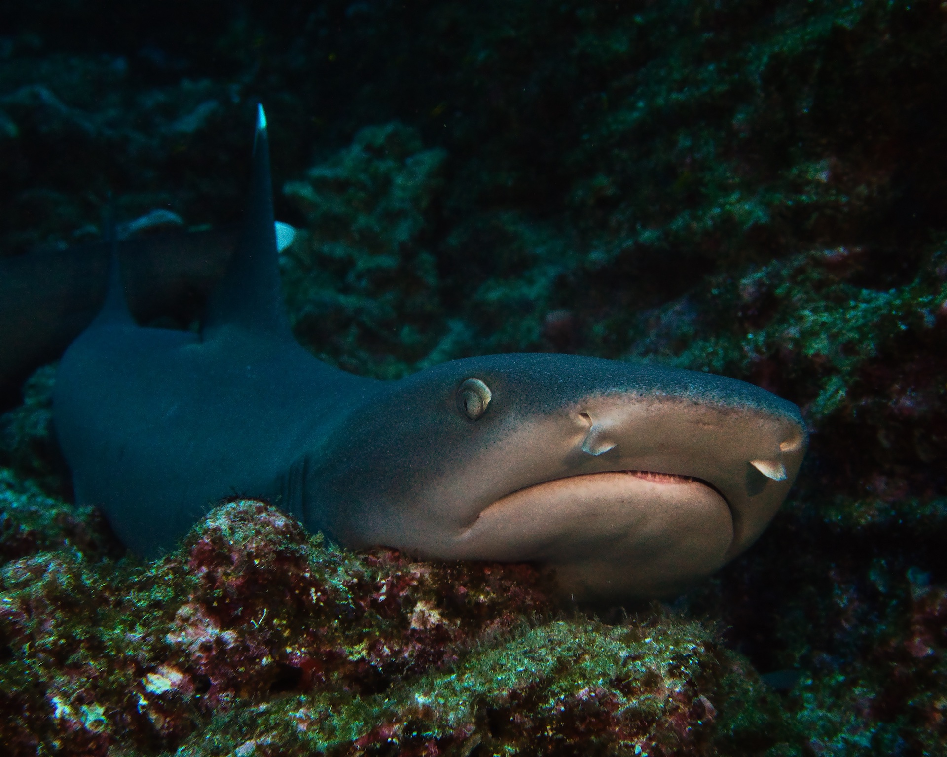 Shark Sunday - Scuba Hank NYC