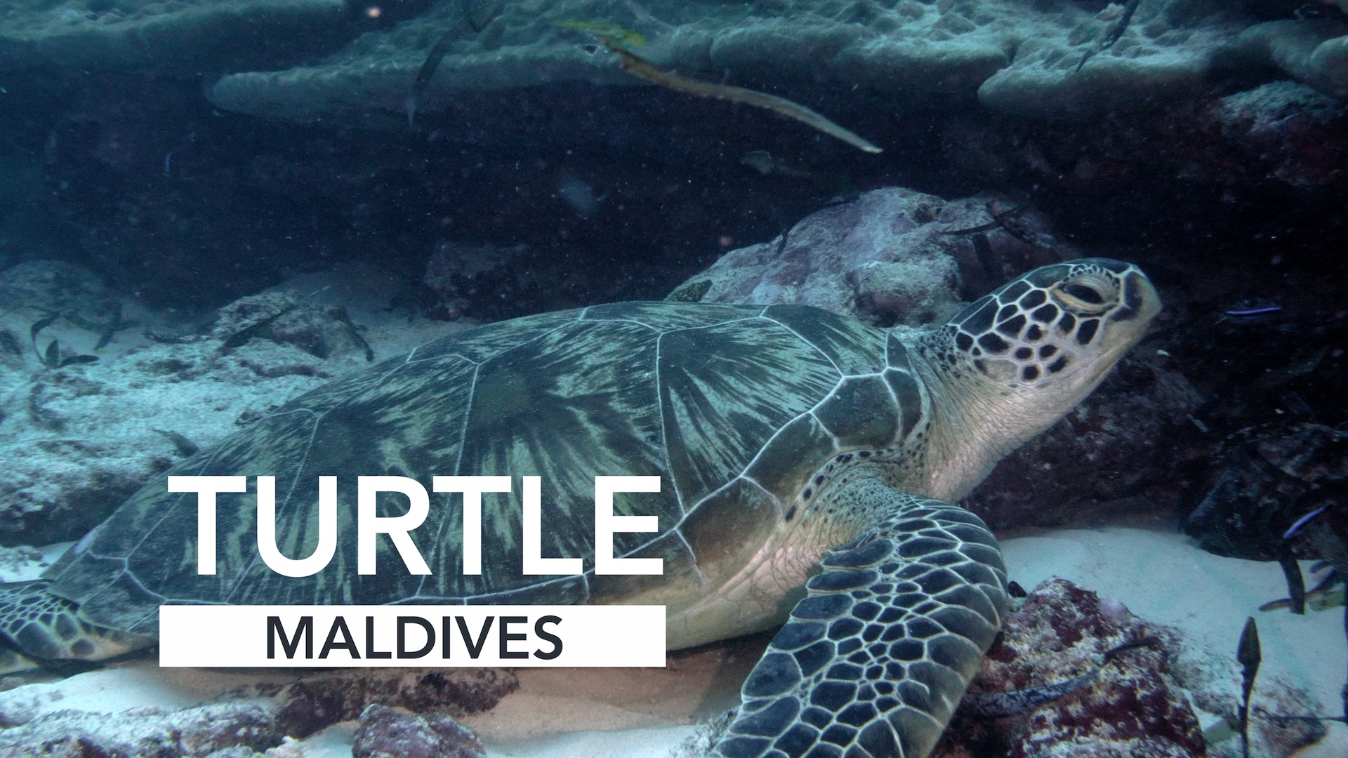 Turtle Tuesday – Maldives