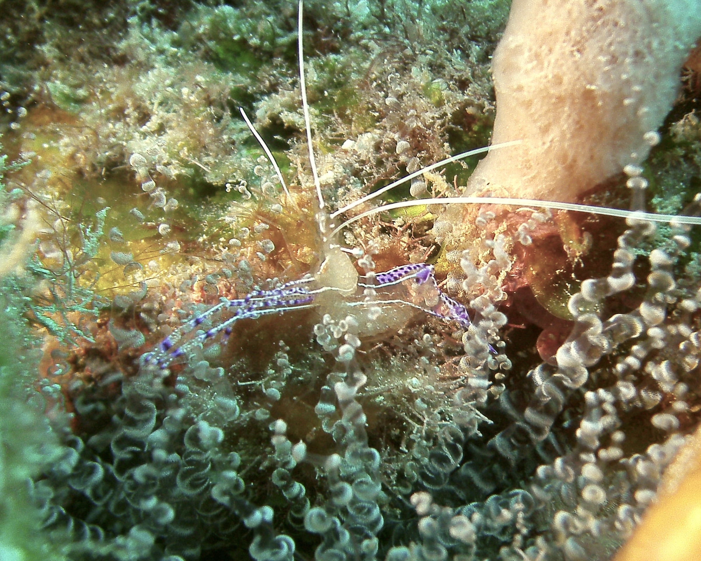 Pederson Cleaner Shrimp with Eggs