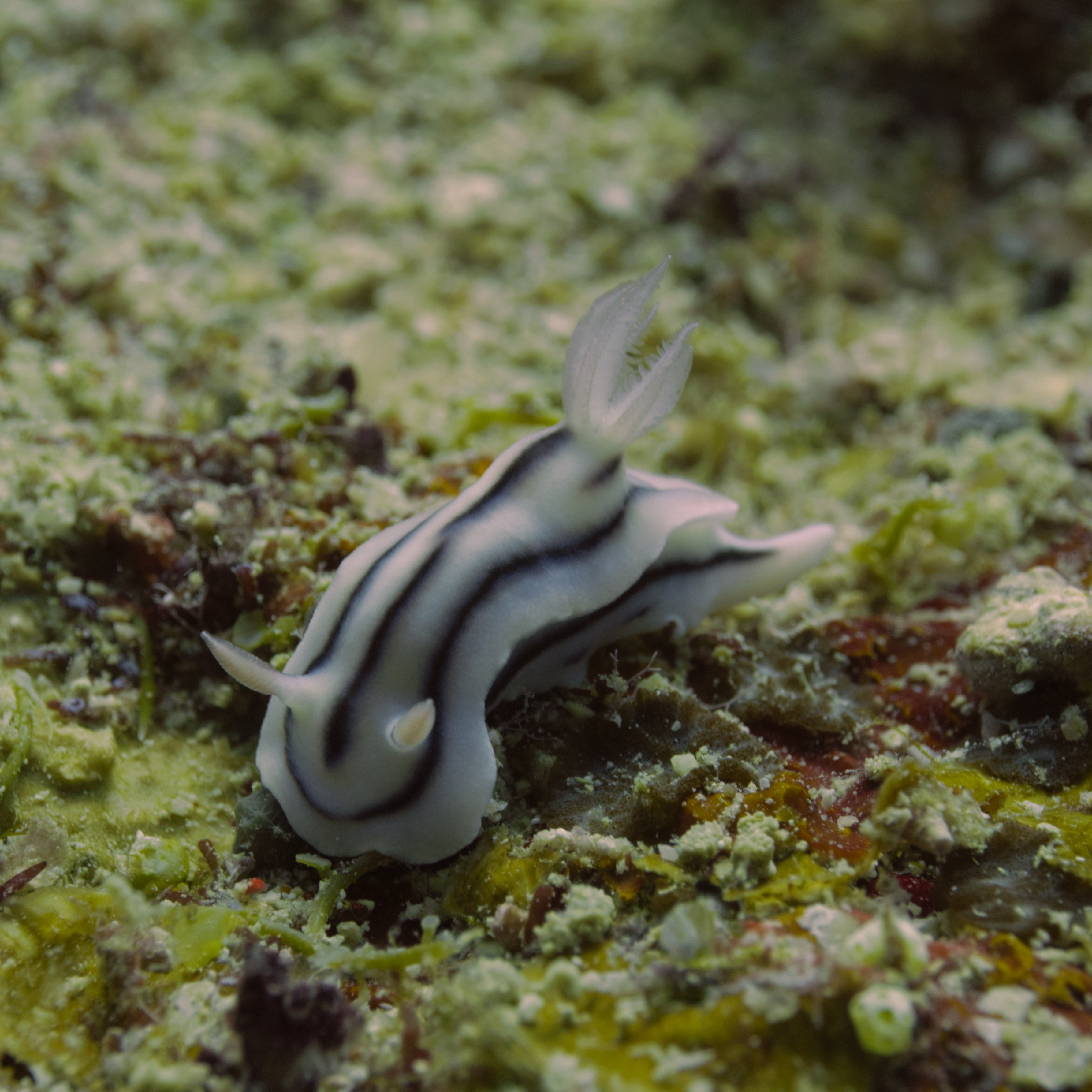 Motivational Monday :  Chromodoris