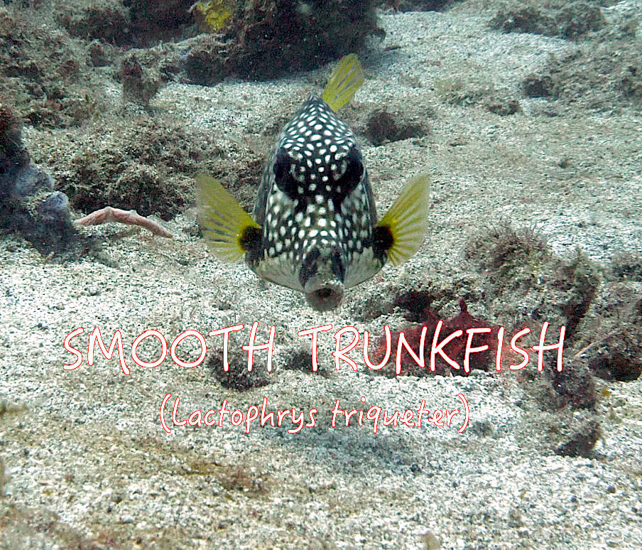 Trunkfish Tuesday