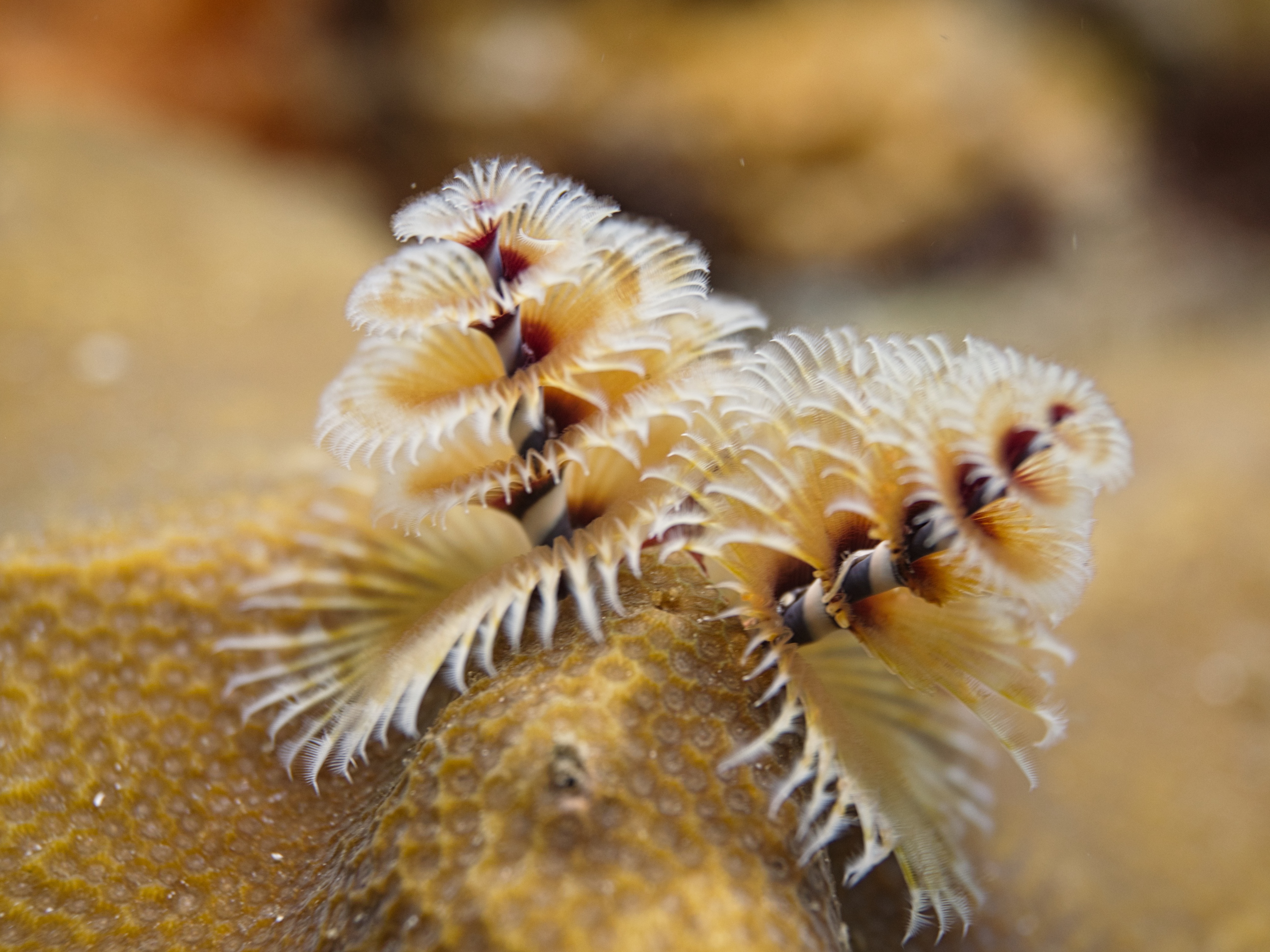 Christmas Tree Worms: Tiny, Colorful Treasures of the Reef