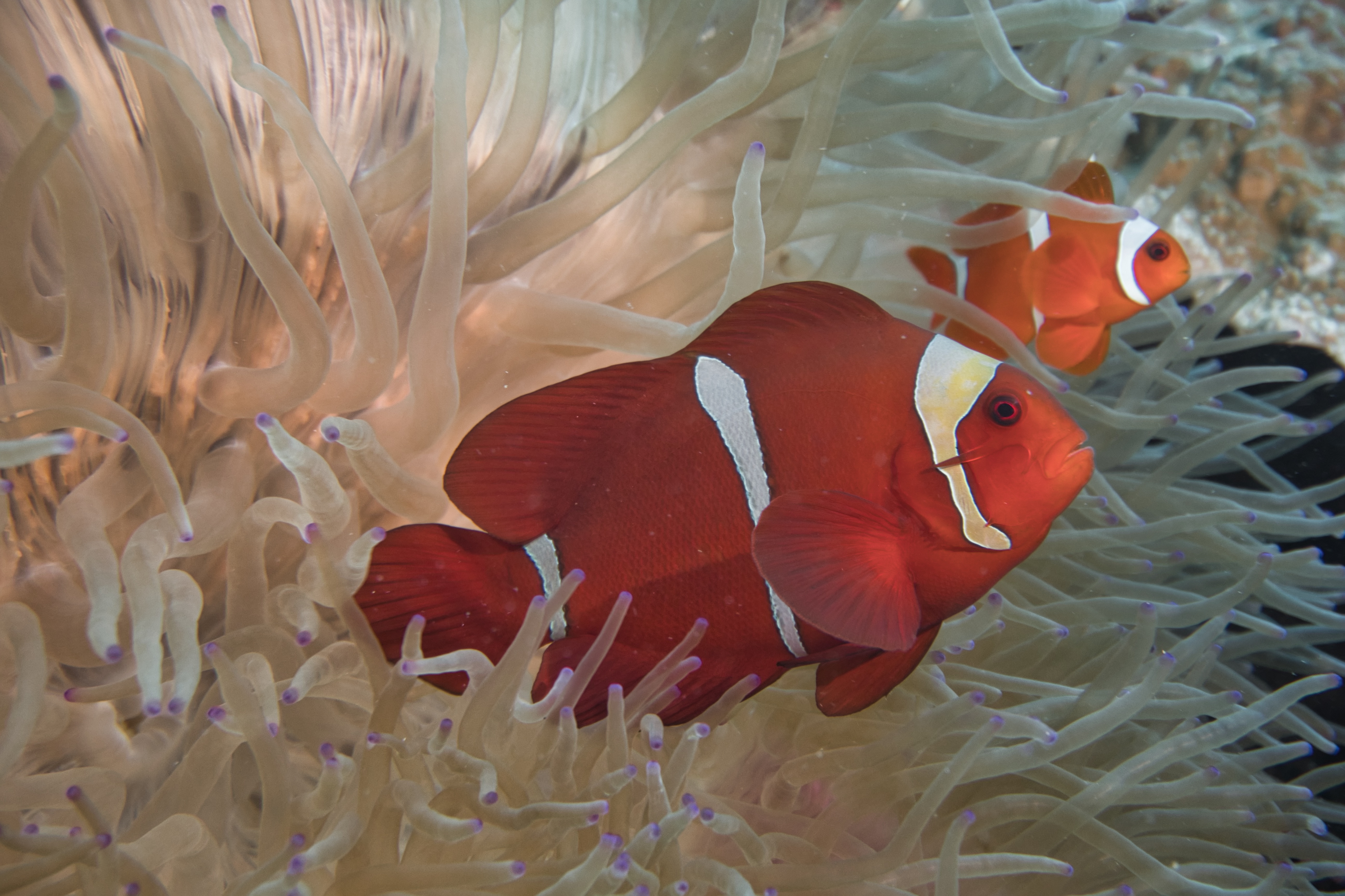 Mini Me – Anemonefish Edition