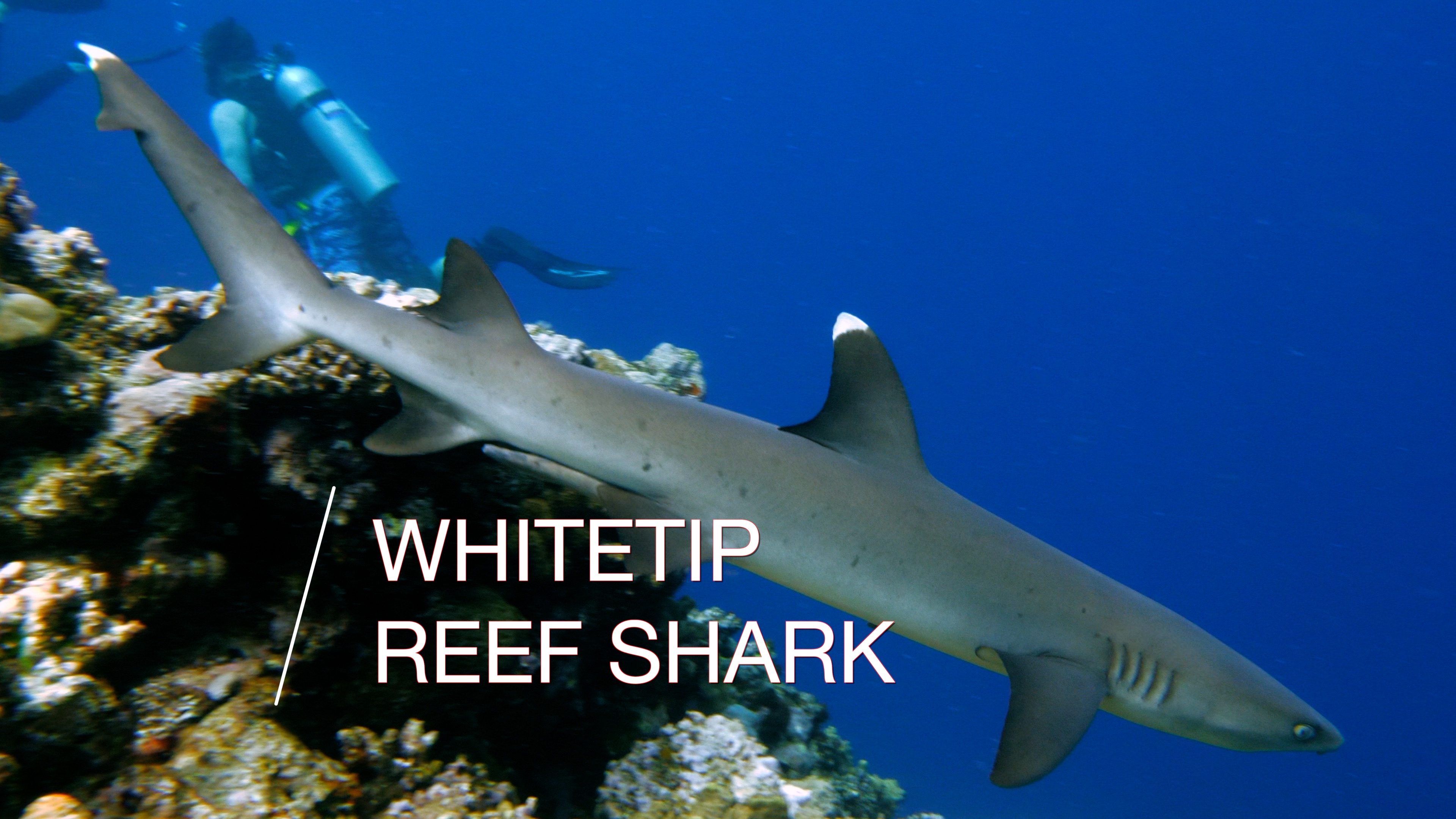 Sneaky Shark on Reef Patrol