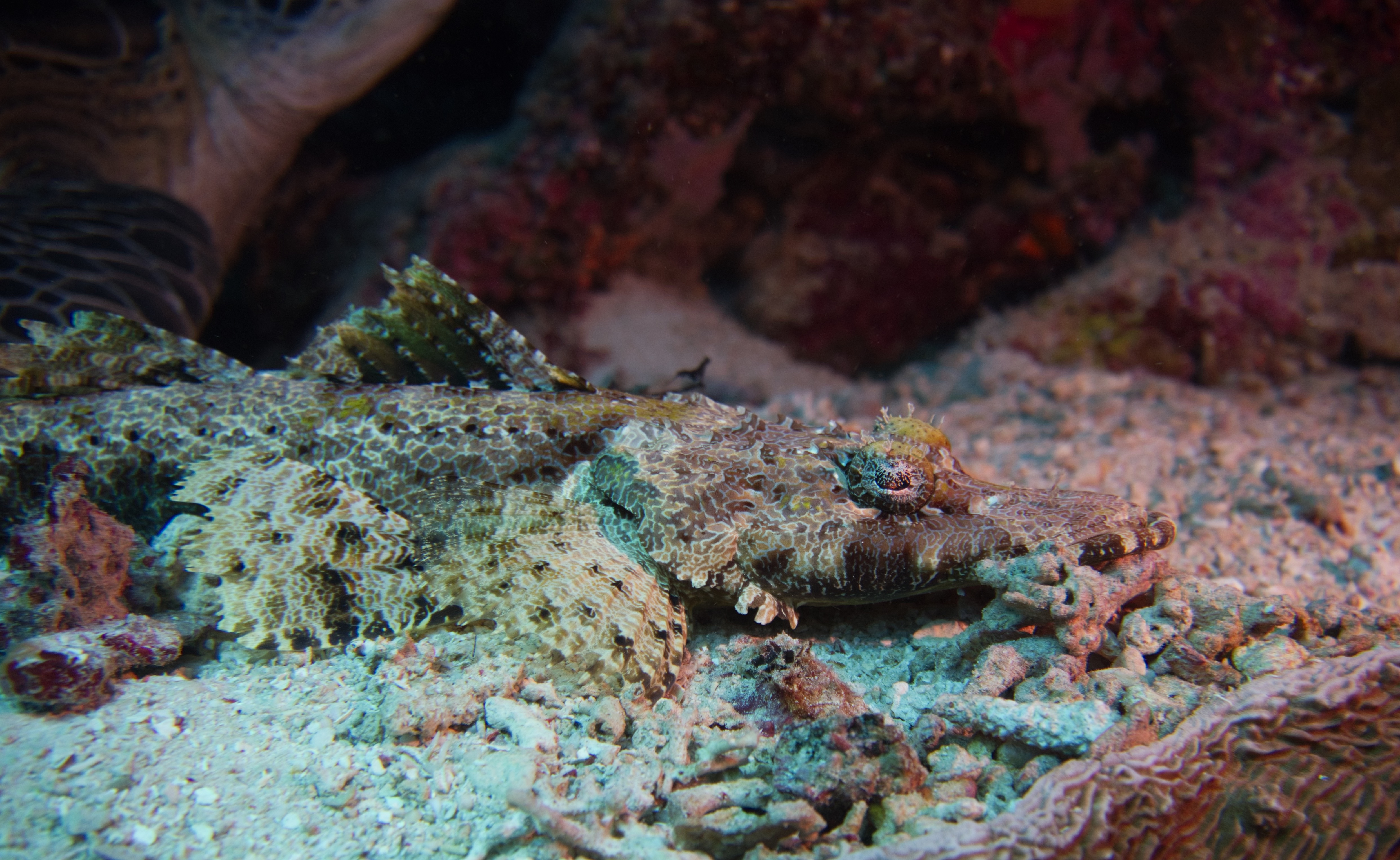 Crocodilefish and Turtle