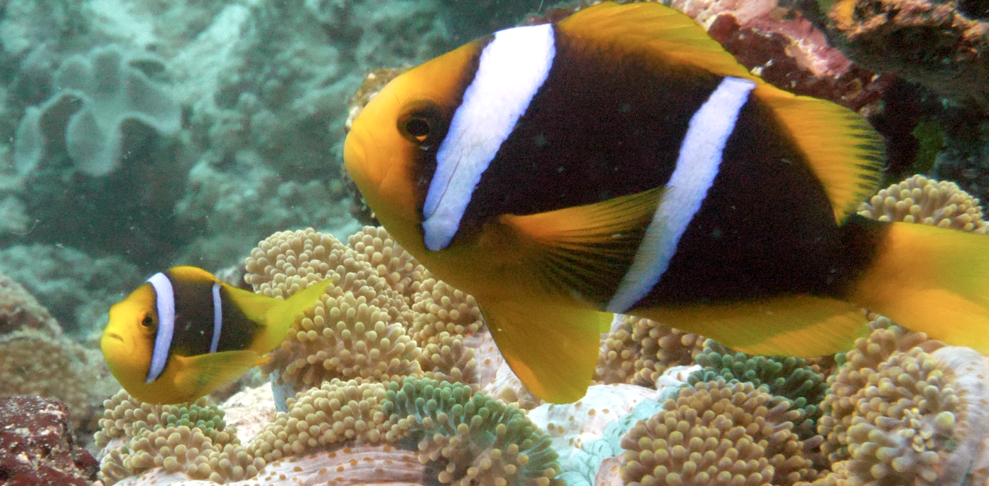 A Family of Clark’s Anemonefish in Fiji