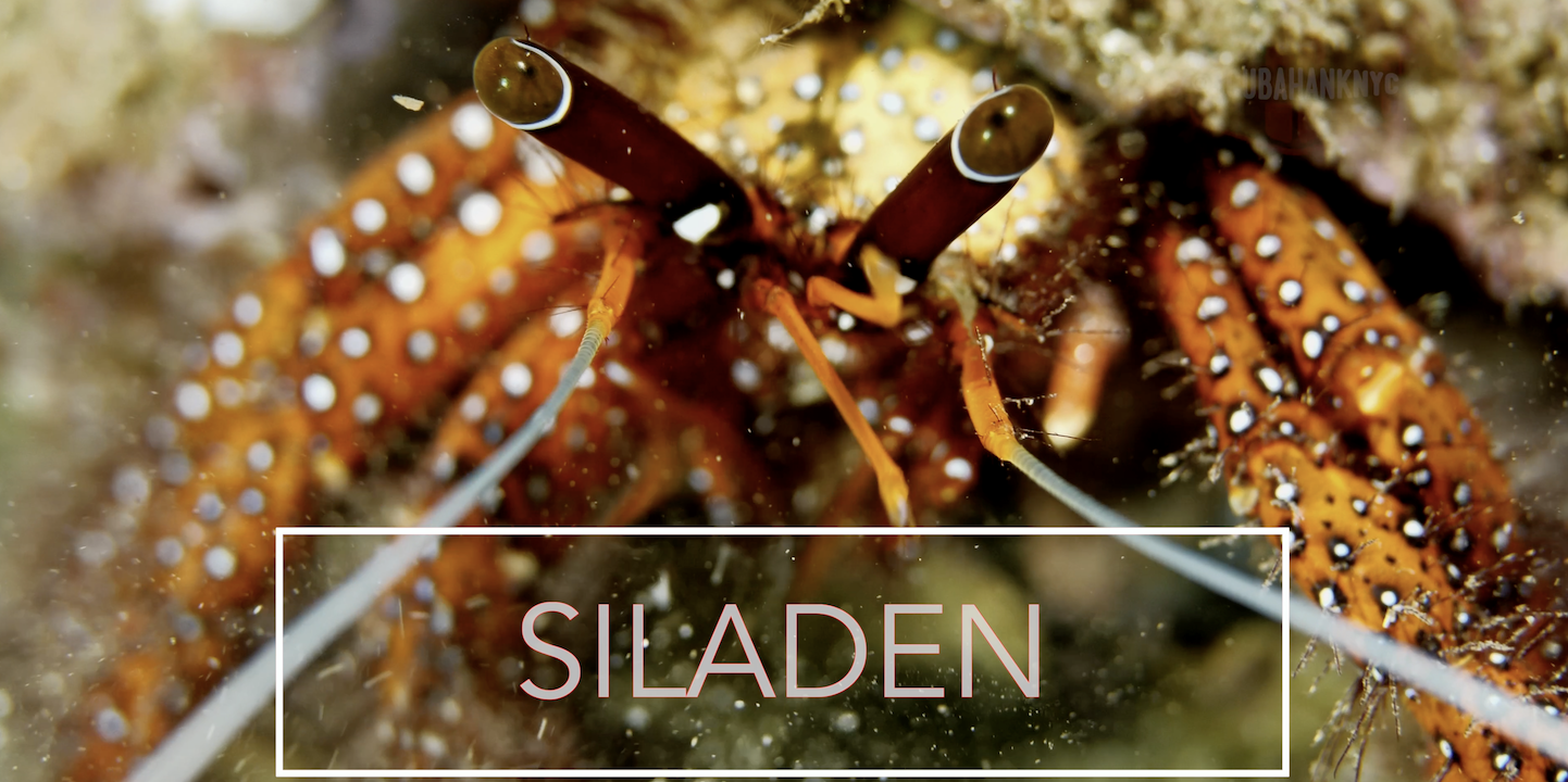 White-Spotted Hermit Crab Feeding