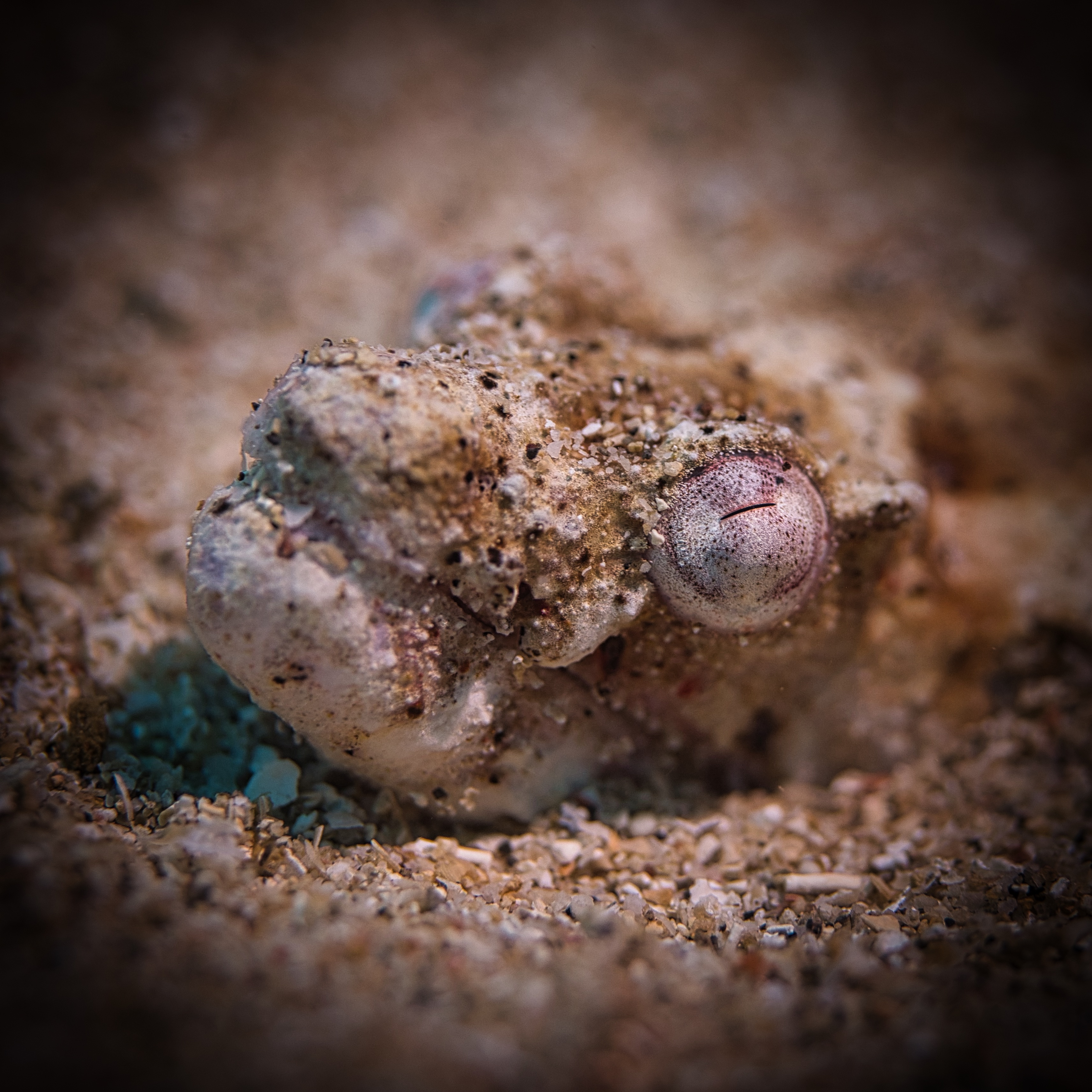 The Flamboyant Cuttlefish of Lembeh Strait