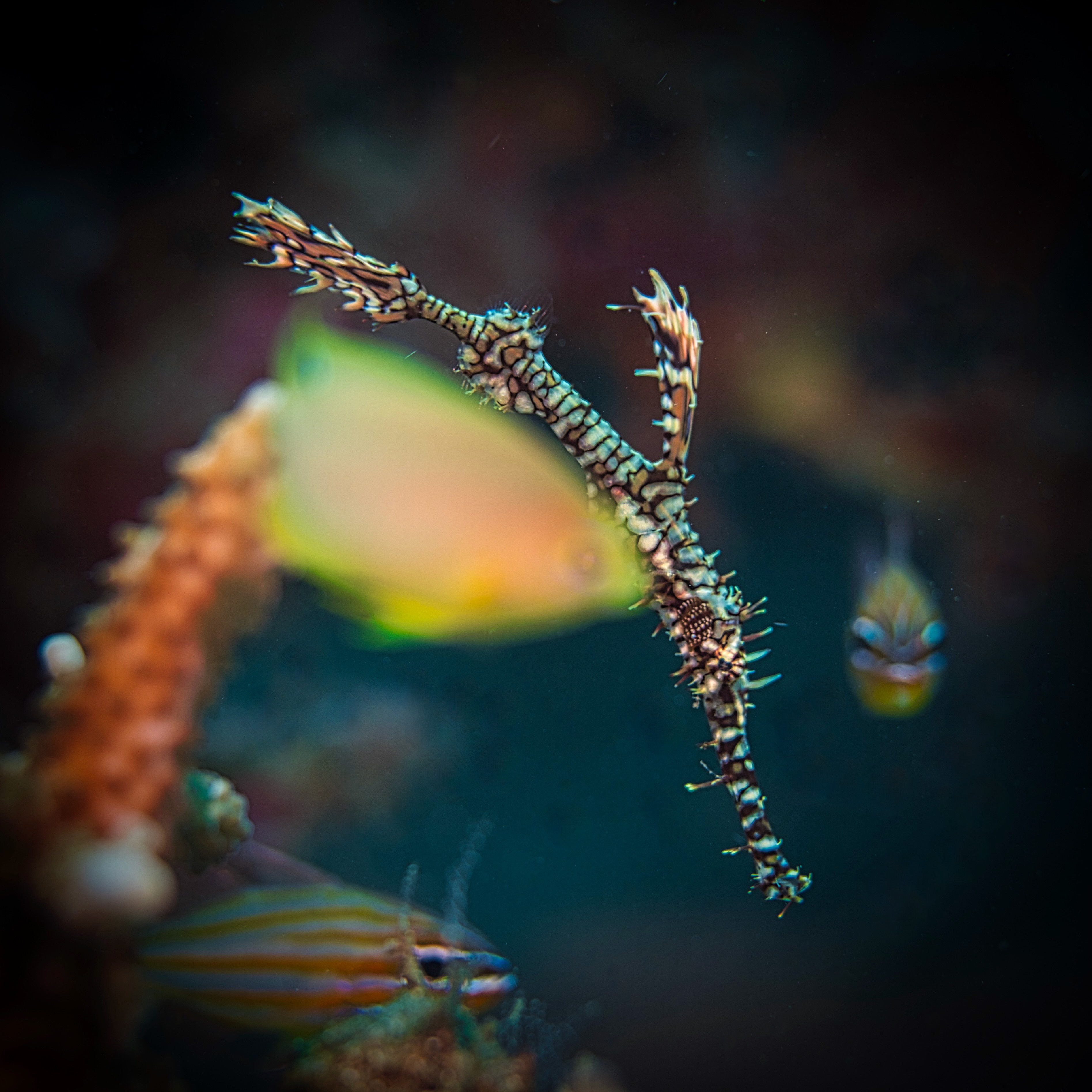 Ornate Ghost Pipefish – Siladen Island