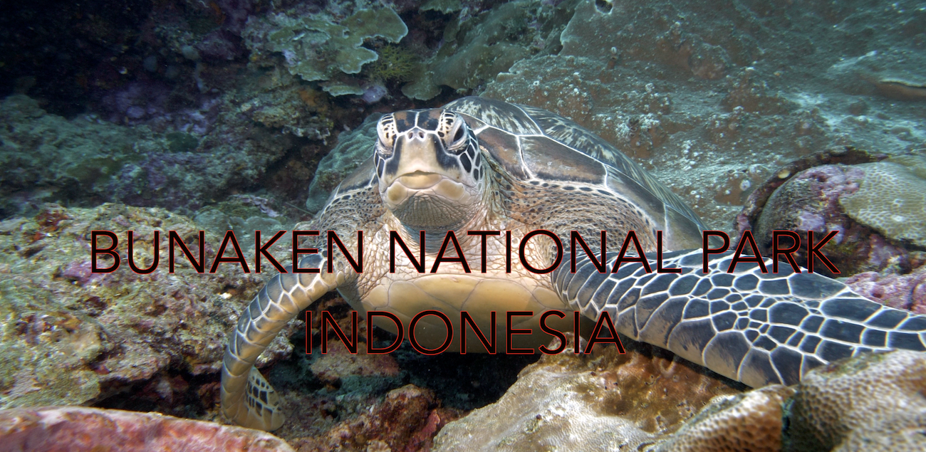 Bunaken National Park Turtles