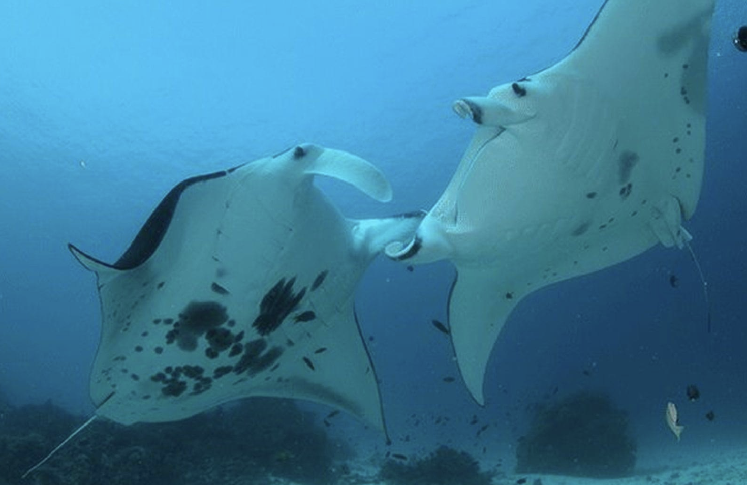 World Manta Day