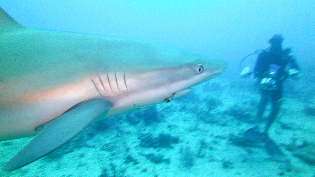  St. Maarten Shark Dive (Circa 2014)