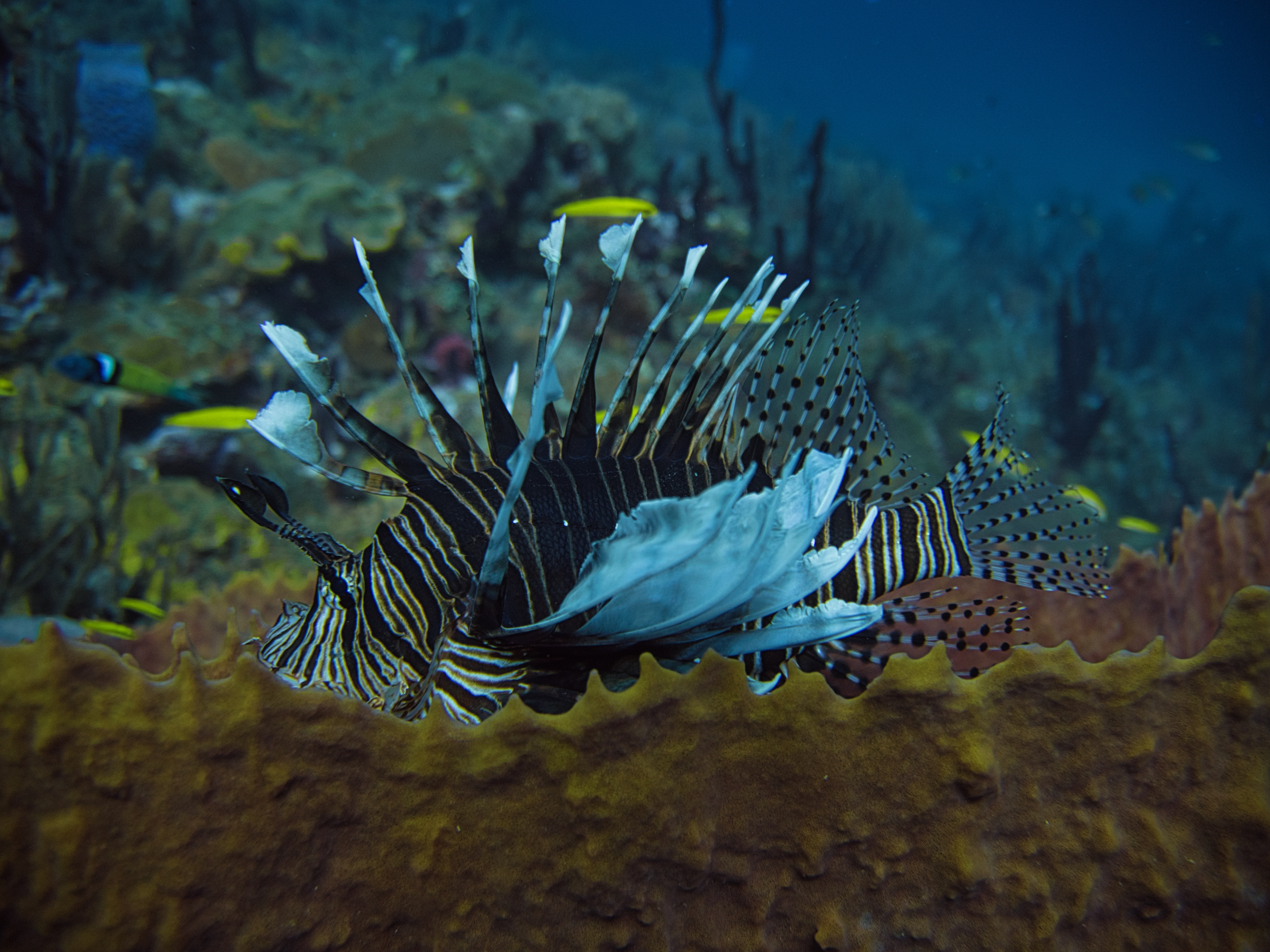 A Caribbean Lionfish Story