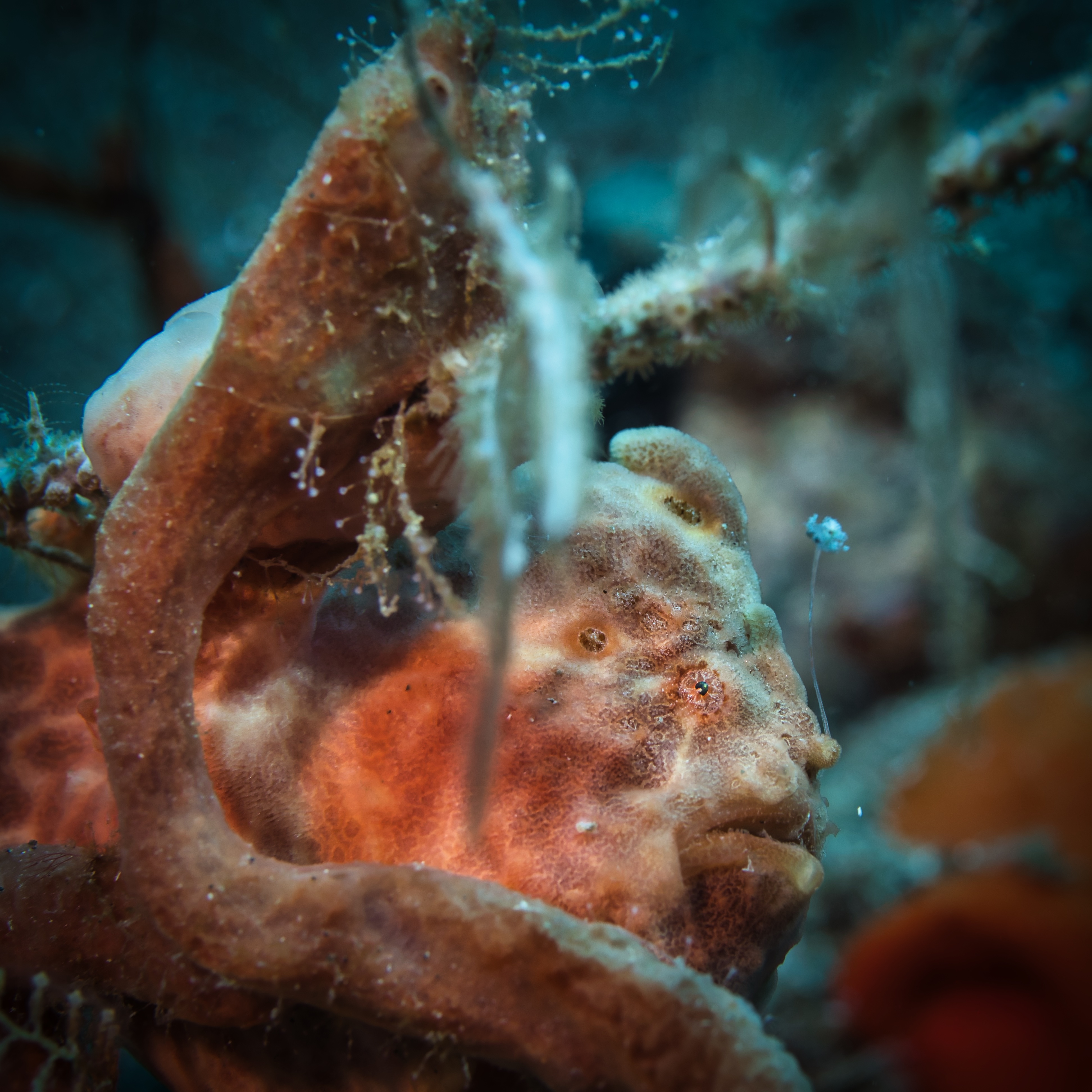 Frogfish in St. Vincent